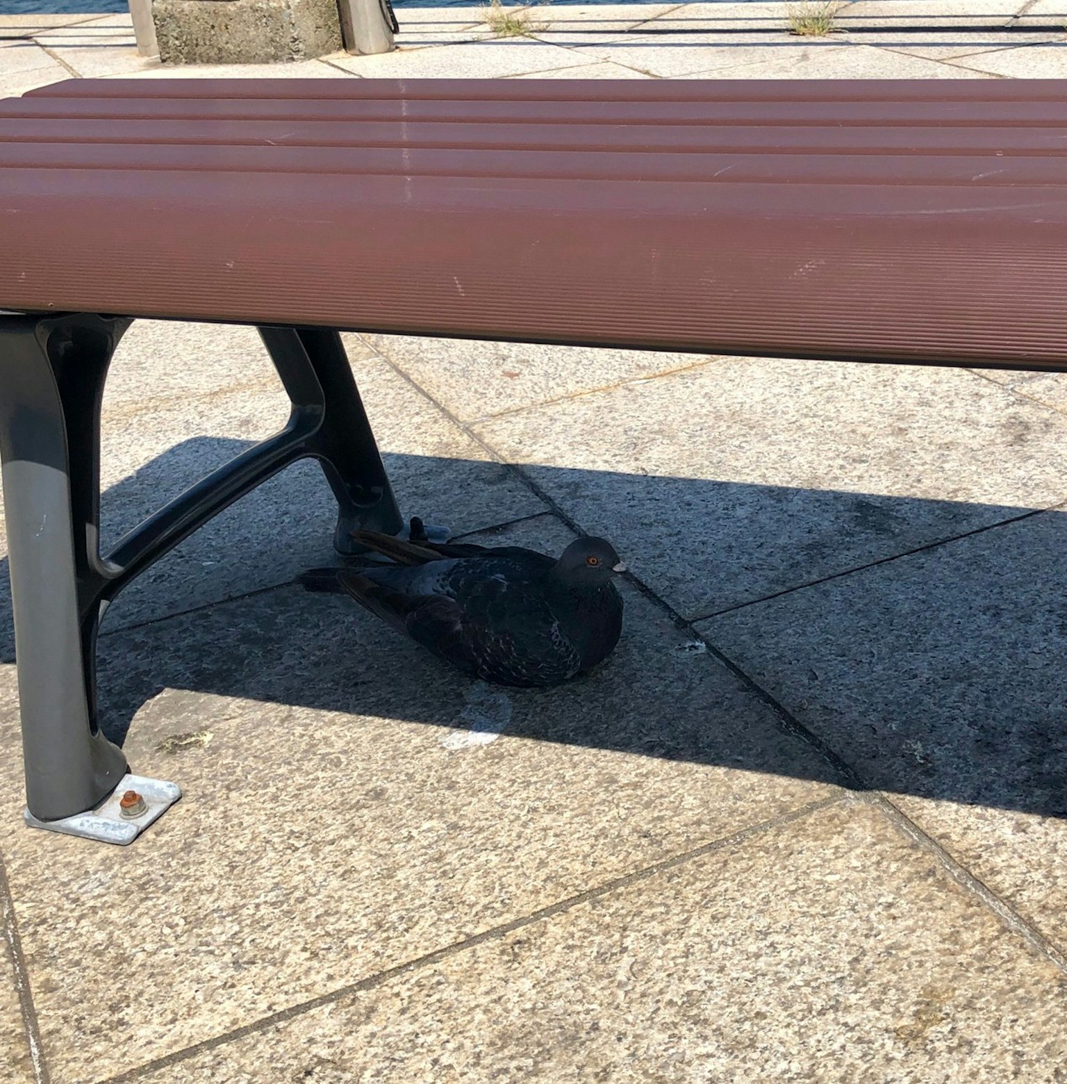 Una paloma descansando debajo de un banco