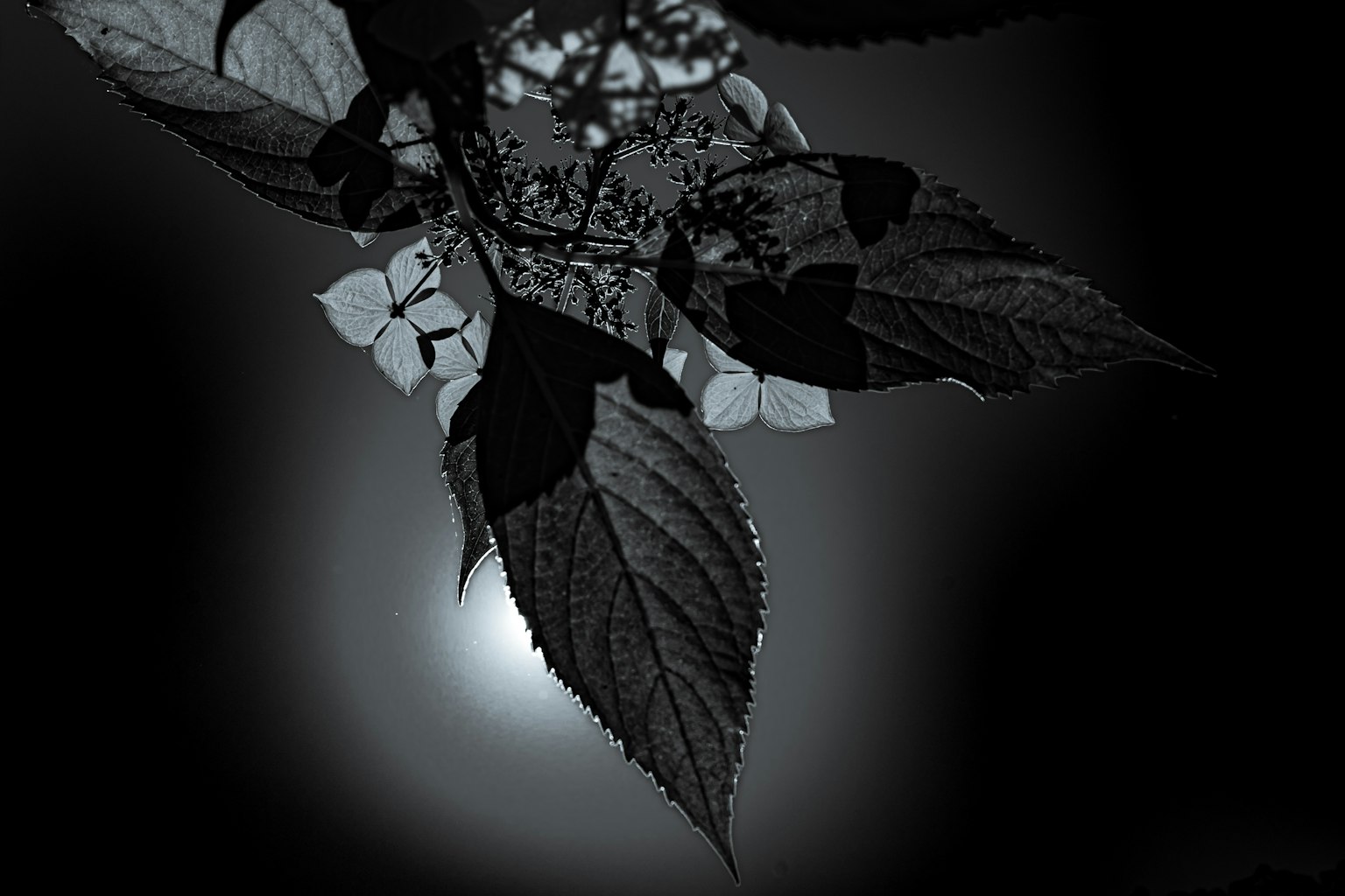 Silhouette daun melawan latar belakang gelap dengan sumber cahaya