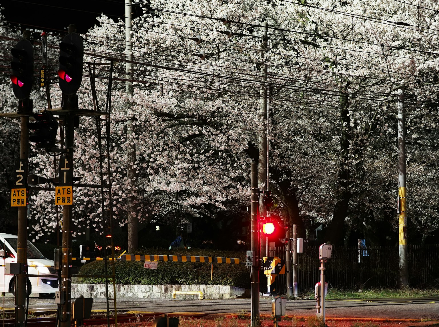 Bellissimi ciliegi in fiore di notte con un semaforo rosso all'angolo della strada