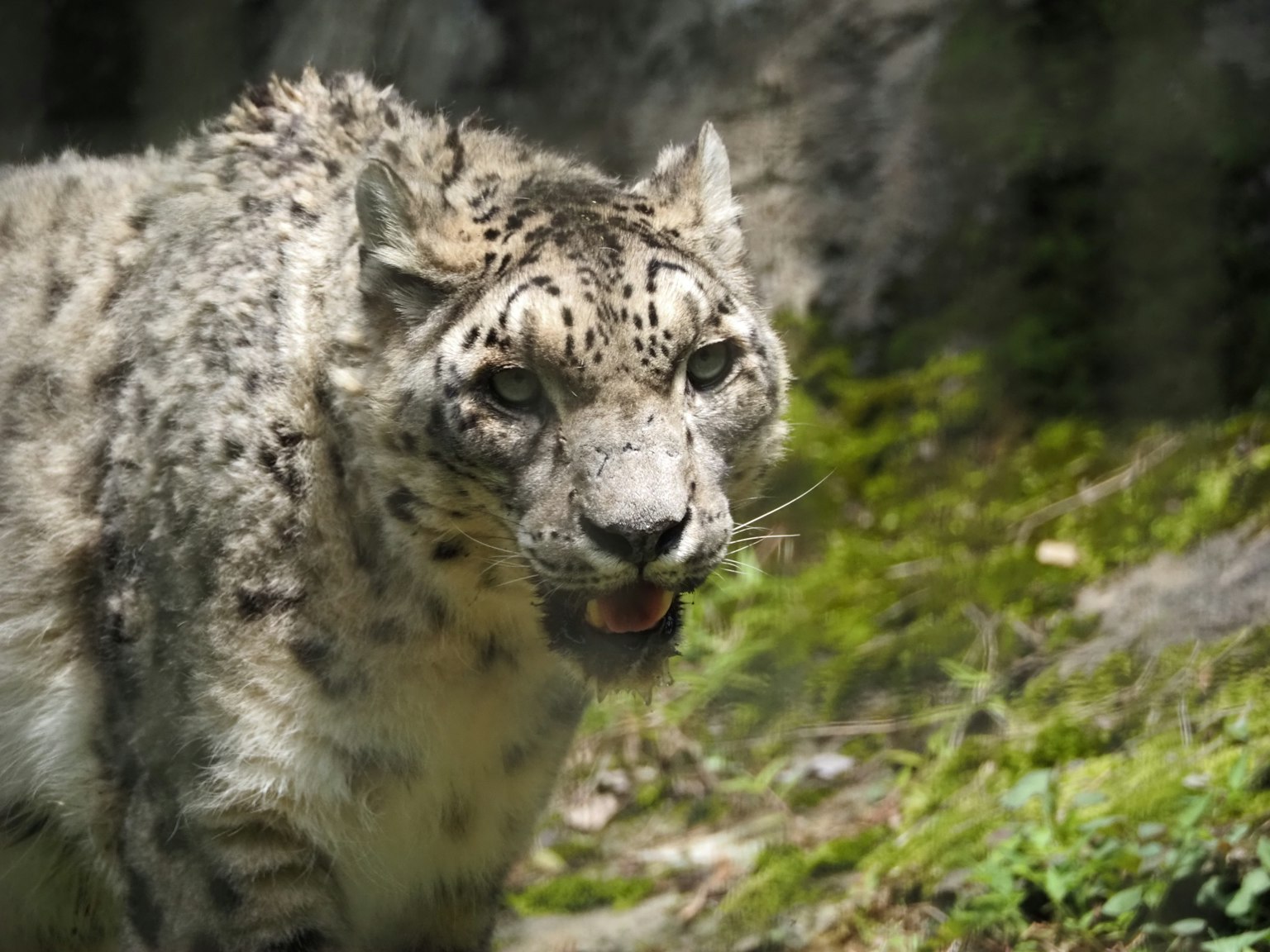Snow leopard walking on mossy ground