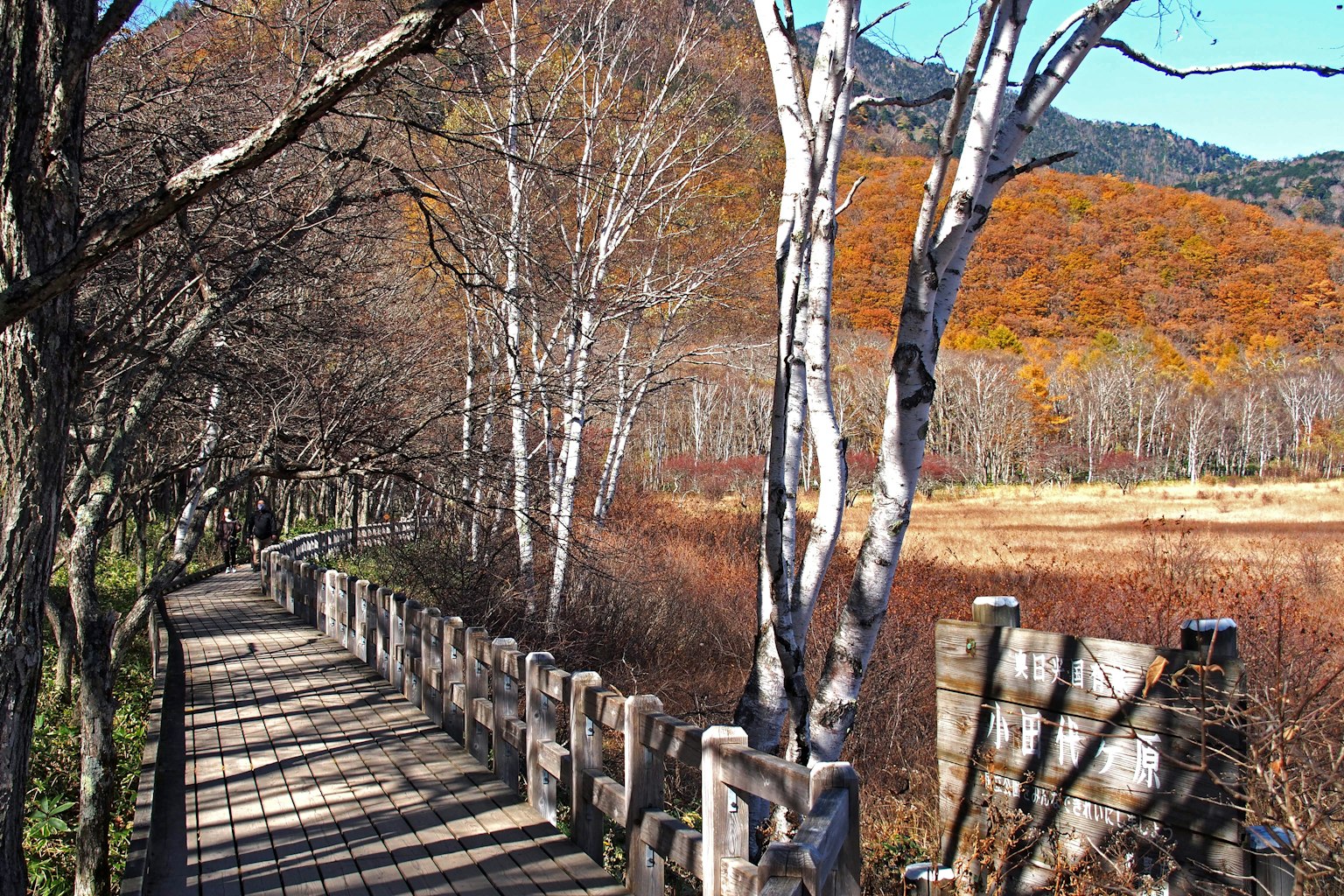 Pasarela de madera rodeada de paisajes otoñales y abedules