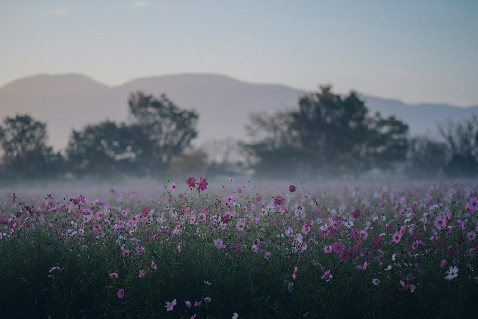 霧に包まれた花畑の風景 背景には山々と木々が見える