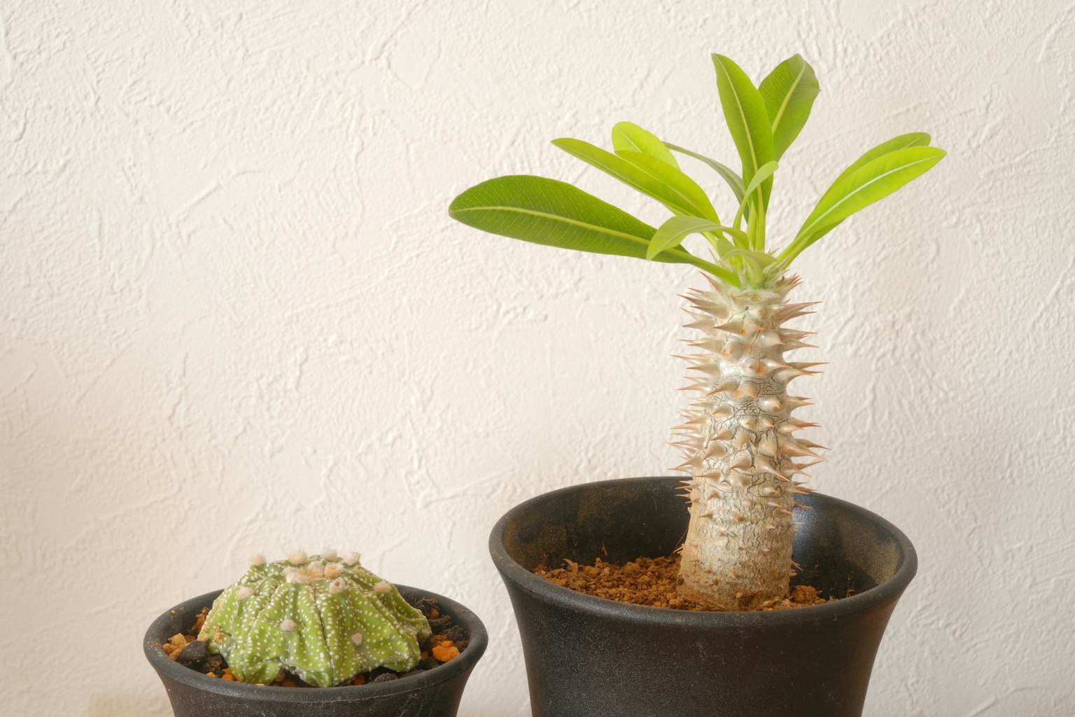 Dua tanaman pot satu dengan daun hijau dari Adenium yang lain mirip kaktus