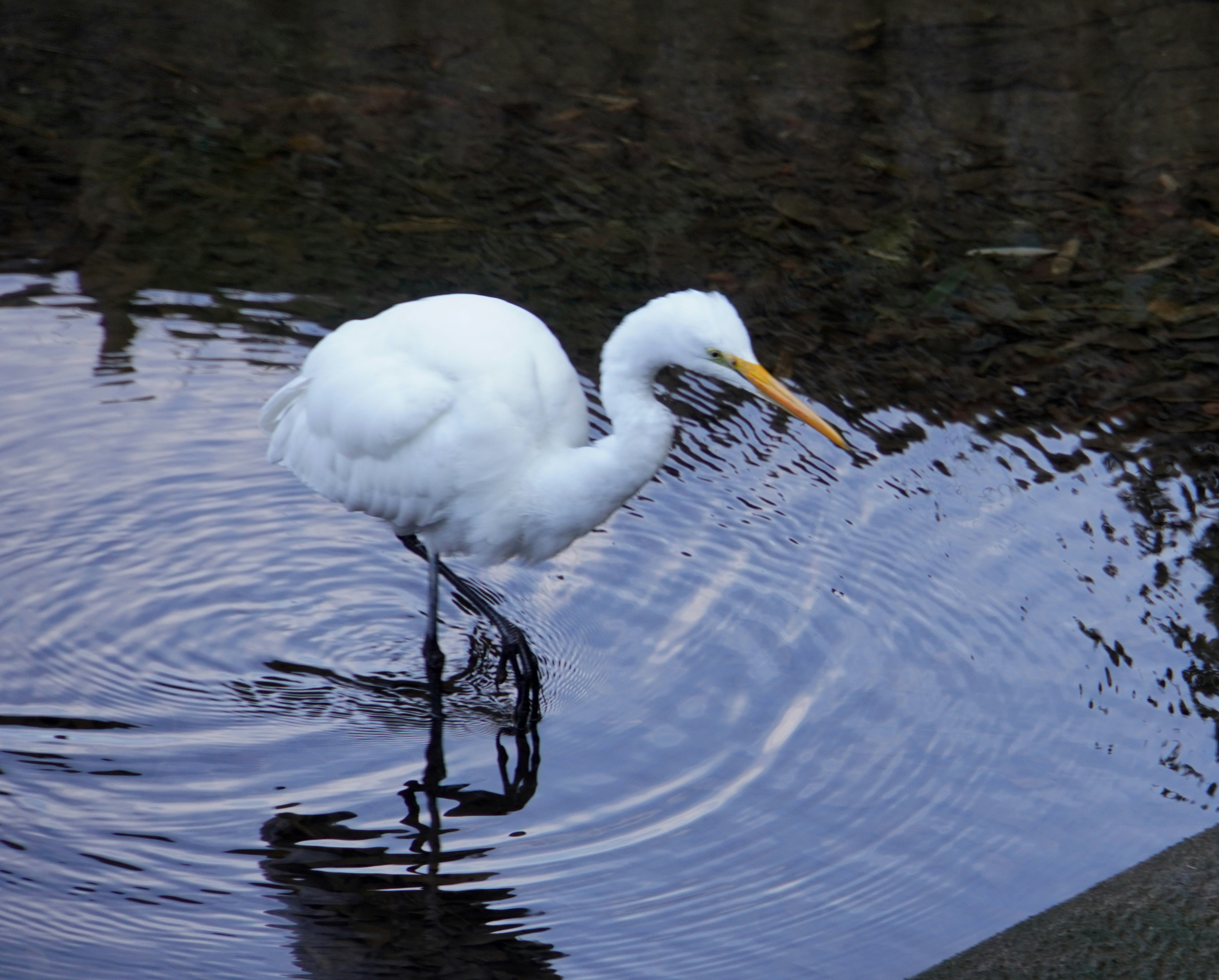 canard blanc flottant sur un étang avec des remous