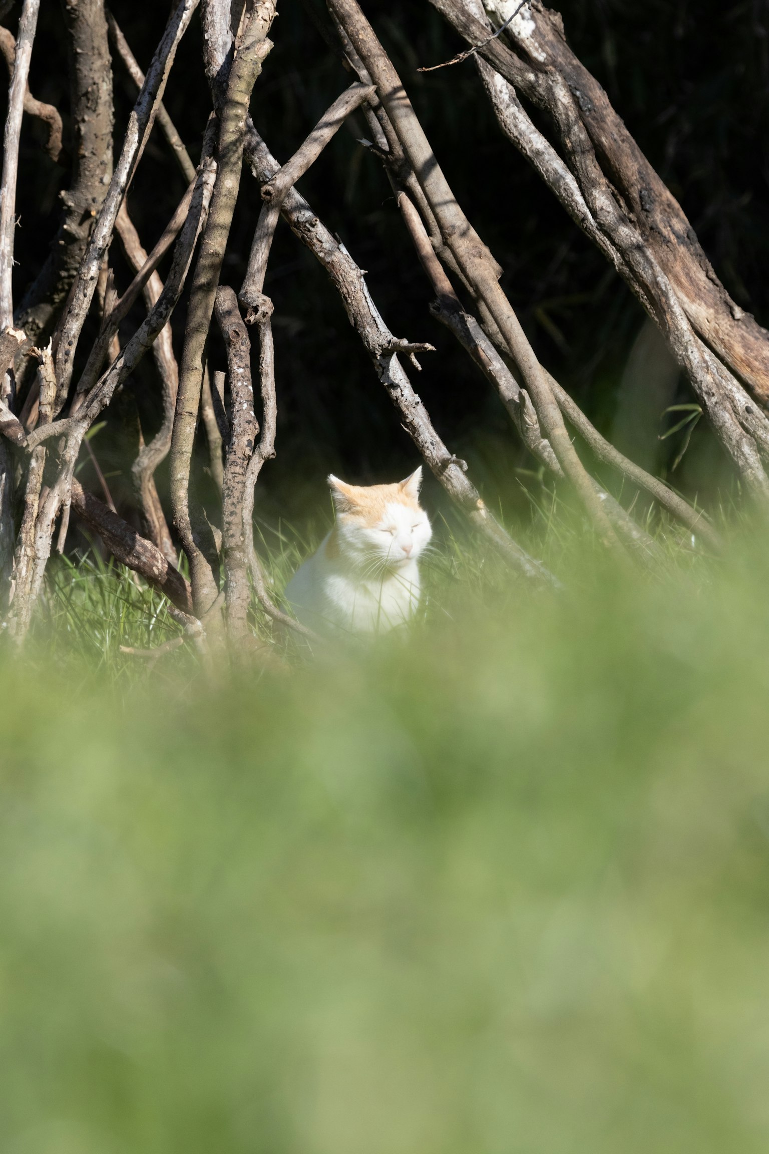 Gatto bianco parzialmente nascosto nell'erba vicino a rami