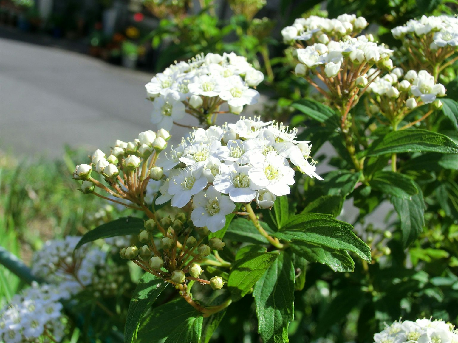 Close-up of a flowering plant with white blooms surrounded by green foliage