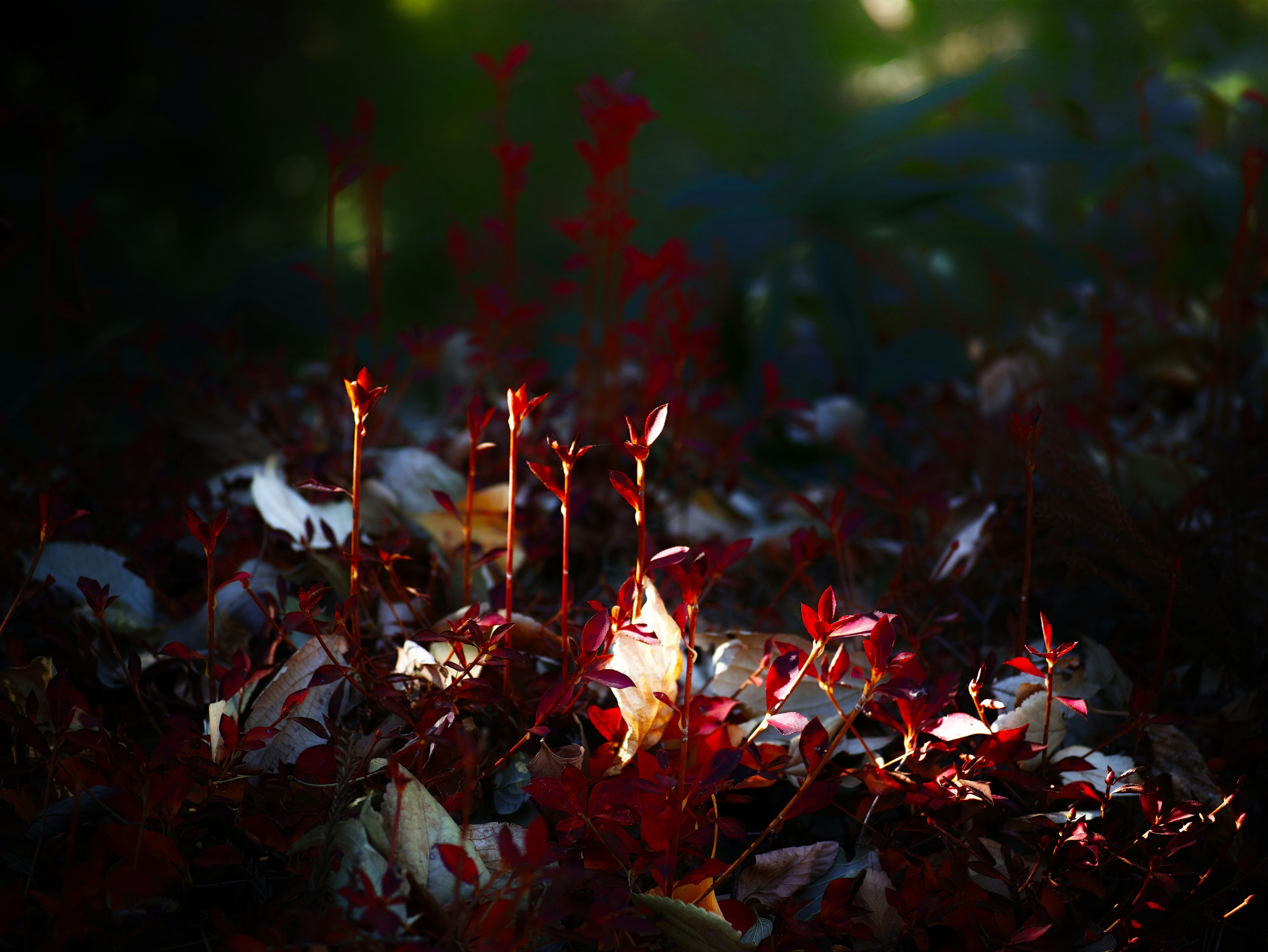 bougies allumées parmi des fleurs la nuit