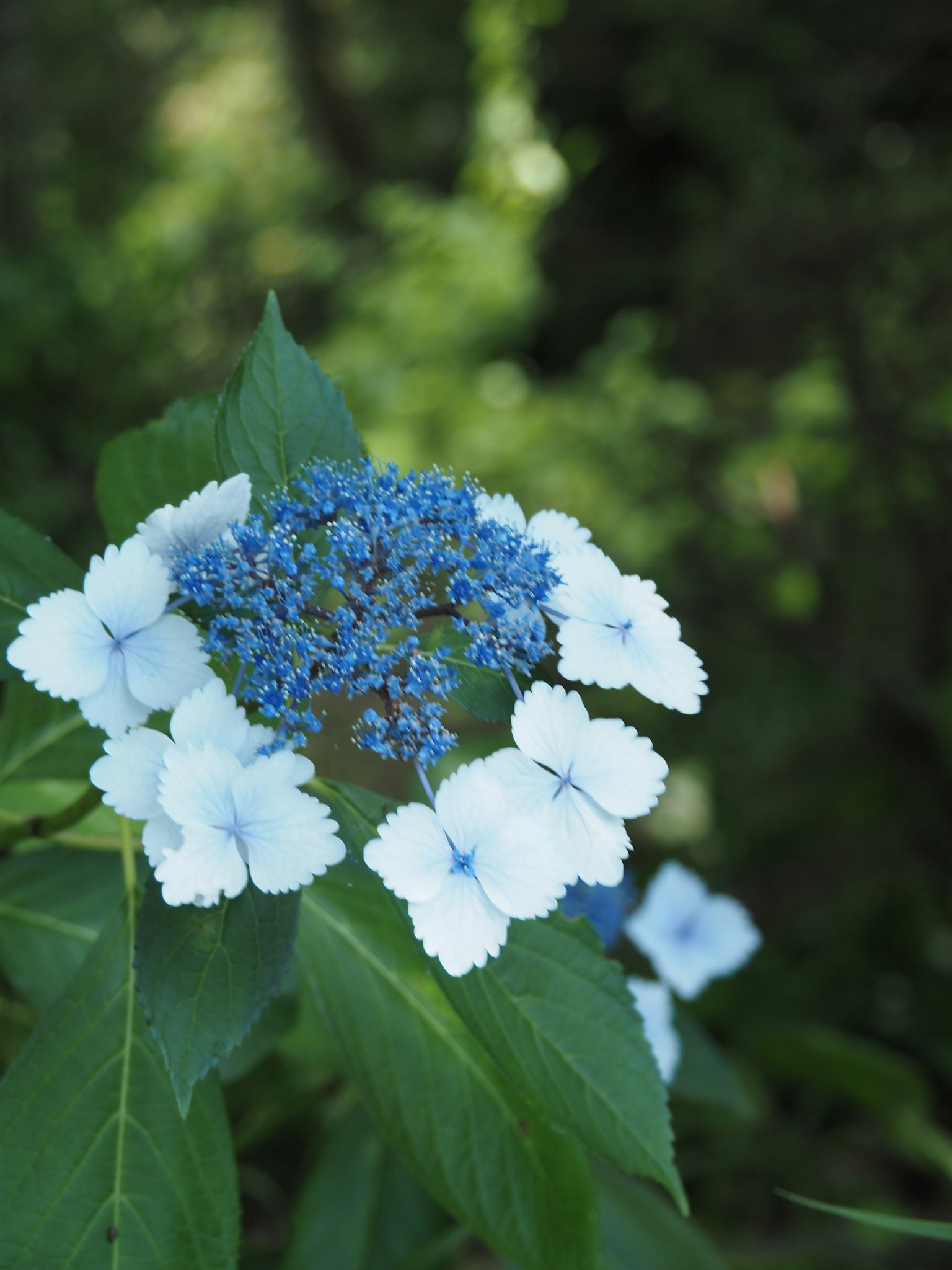 Belle fleur d'hortensia avec un centre bleu et des pétales blancs