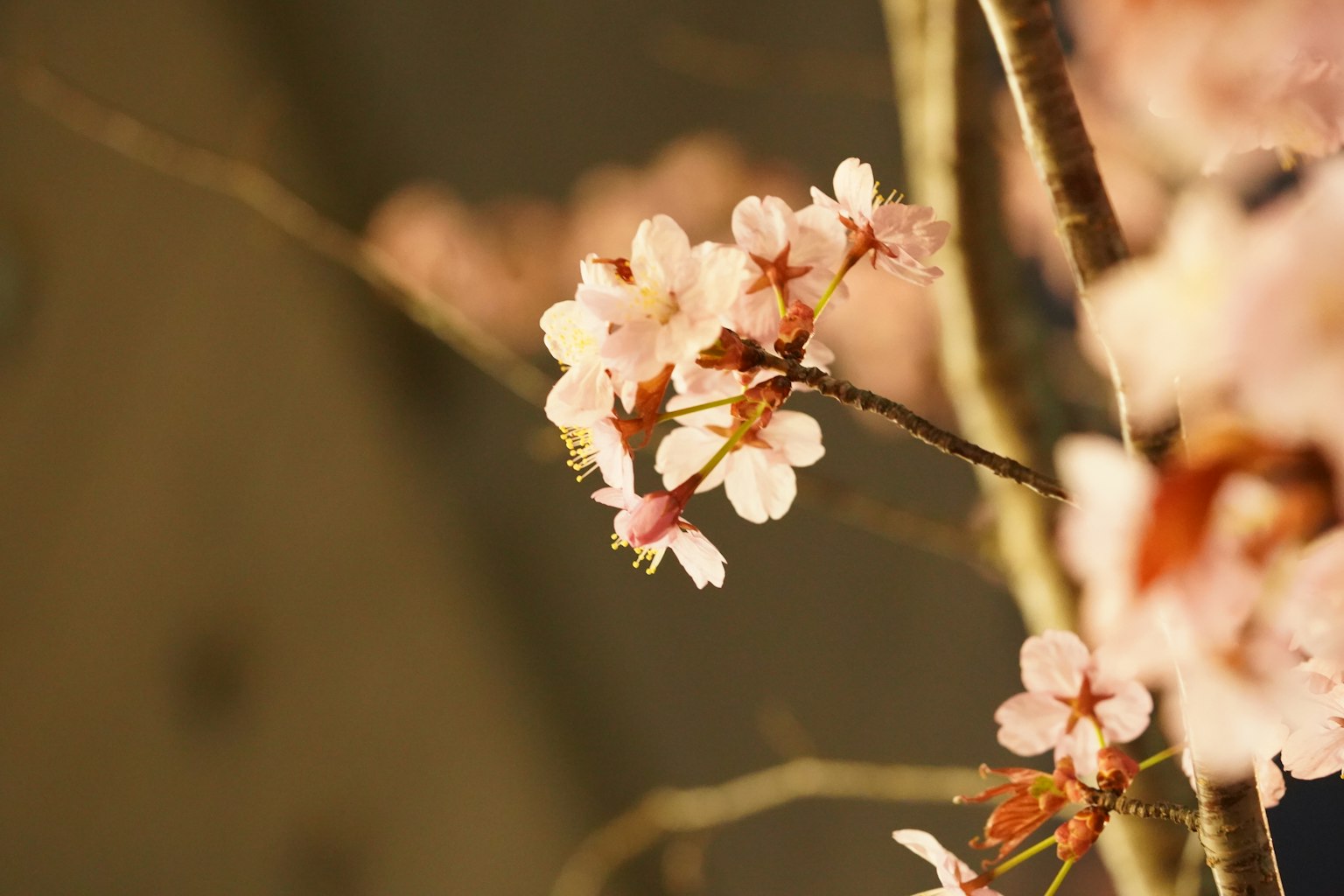 Acercamiento de flores de cerezo en una rama