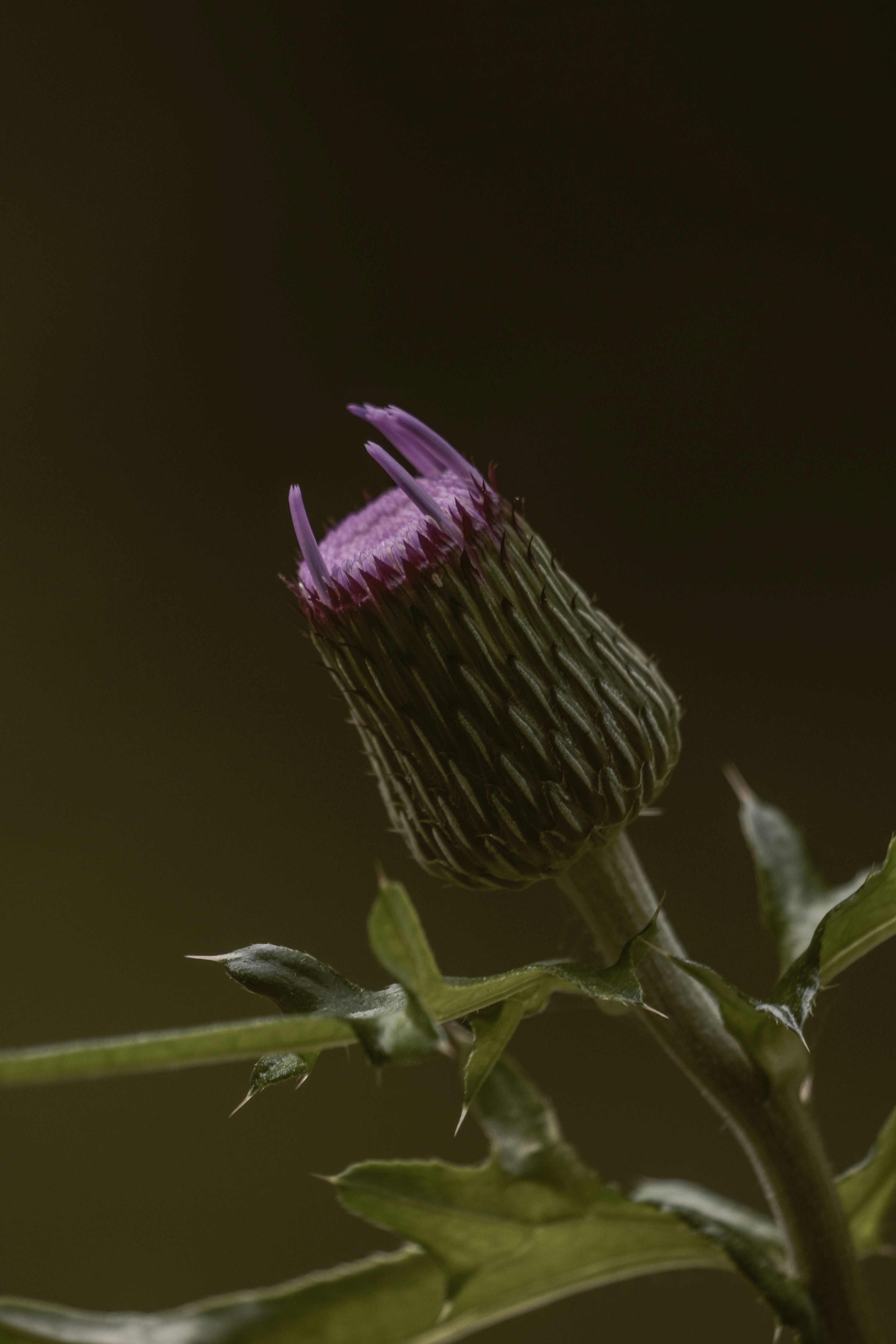 つぼみのアザミの花と茎のクローズアップ