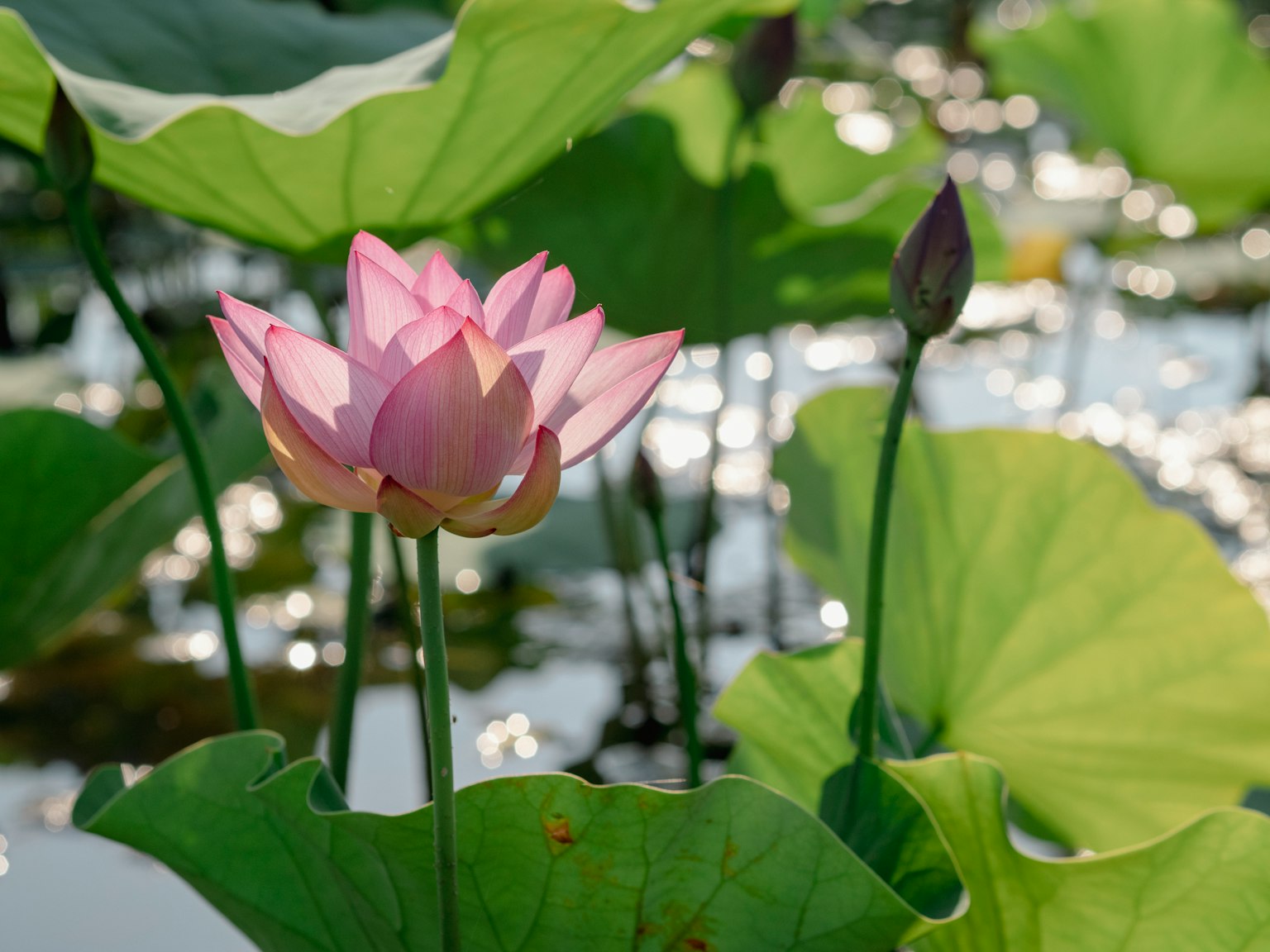 Scène magnifique d'une fleur de lotus et de feuilles flottant sur l'eau