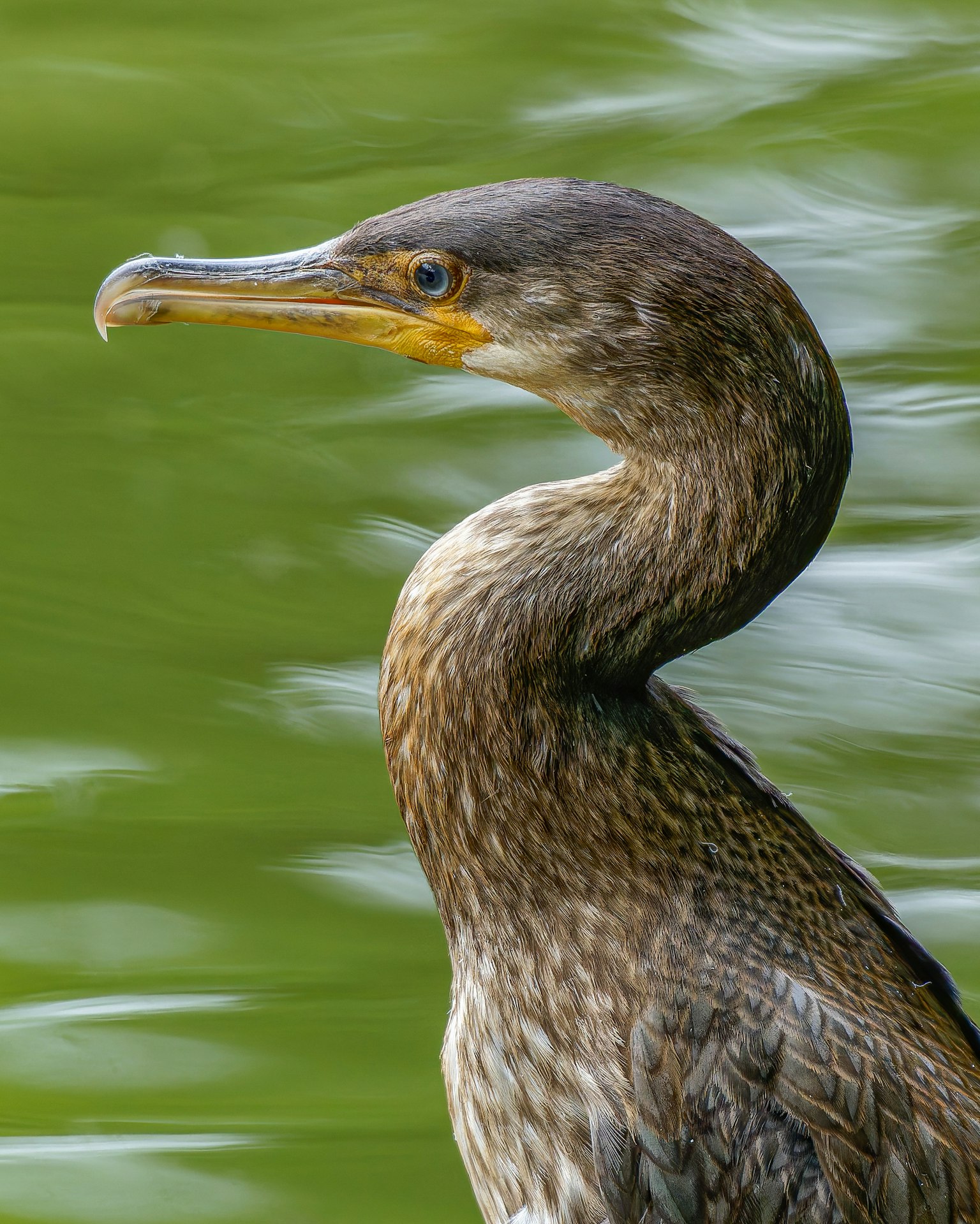 Profile of a cormorant by the water with distinctive feathers against a green background