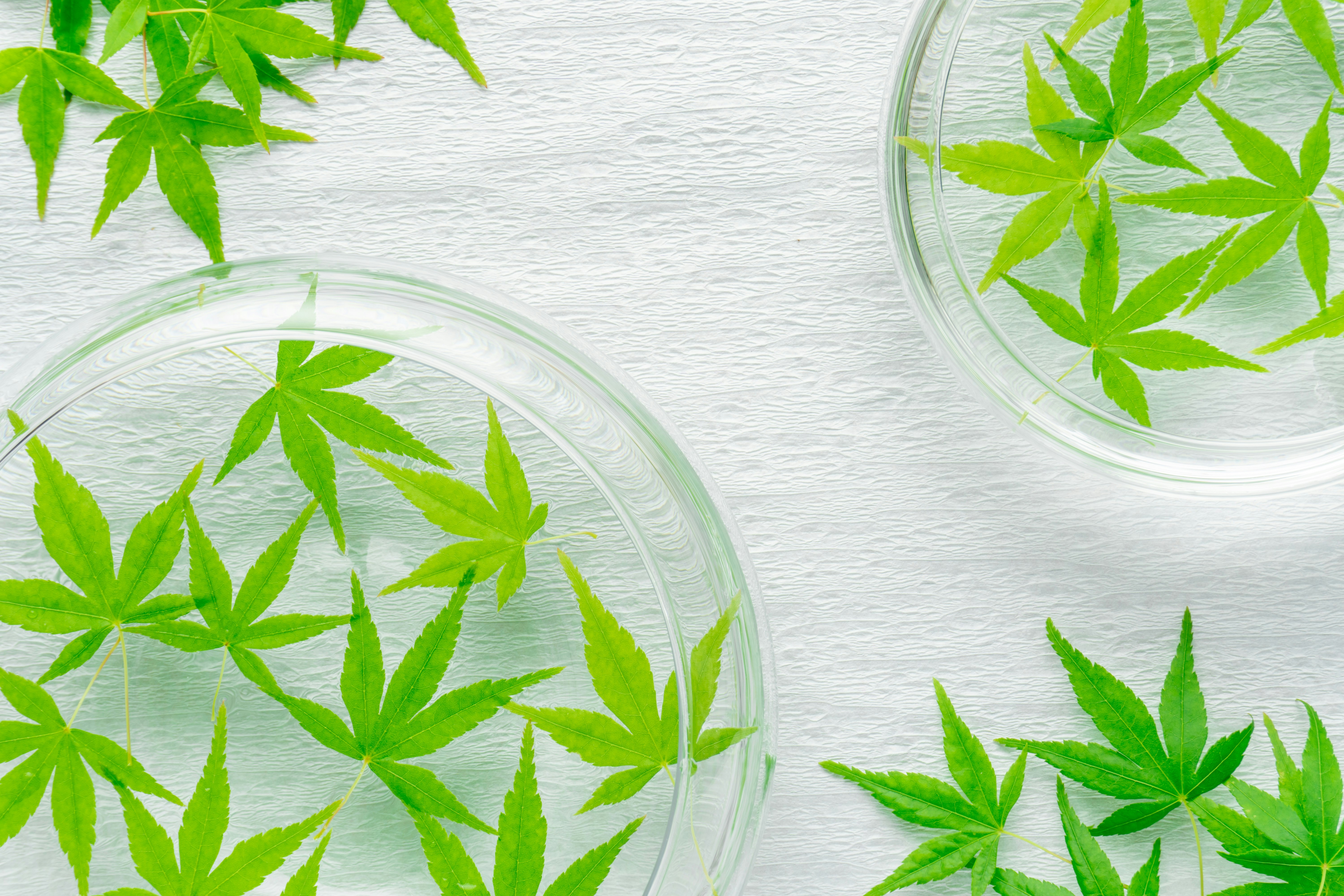 玻璃容器中的大麻叶平铺