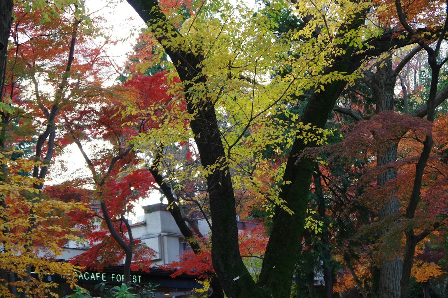 A large tree surrounded by colorful autumn leaves