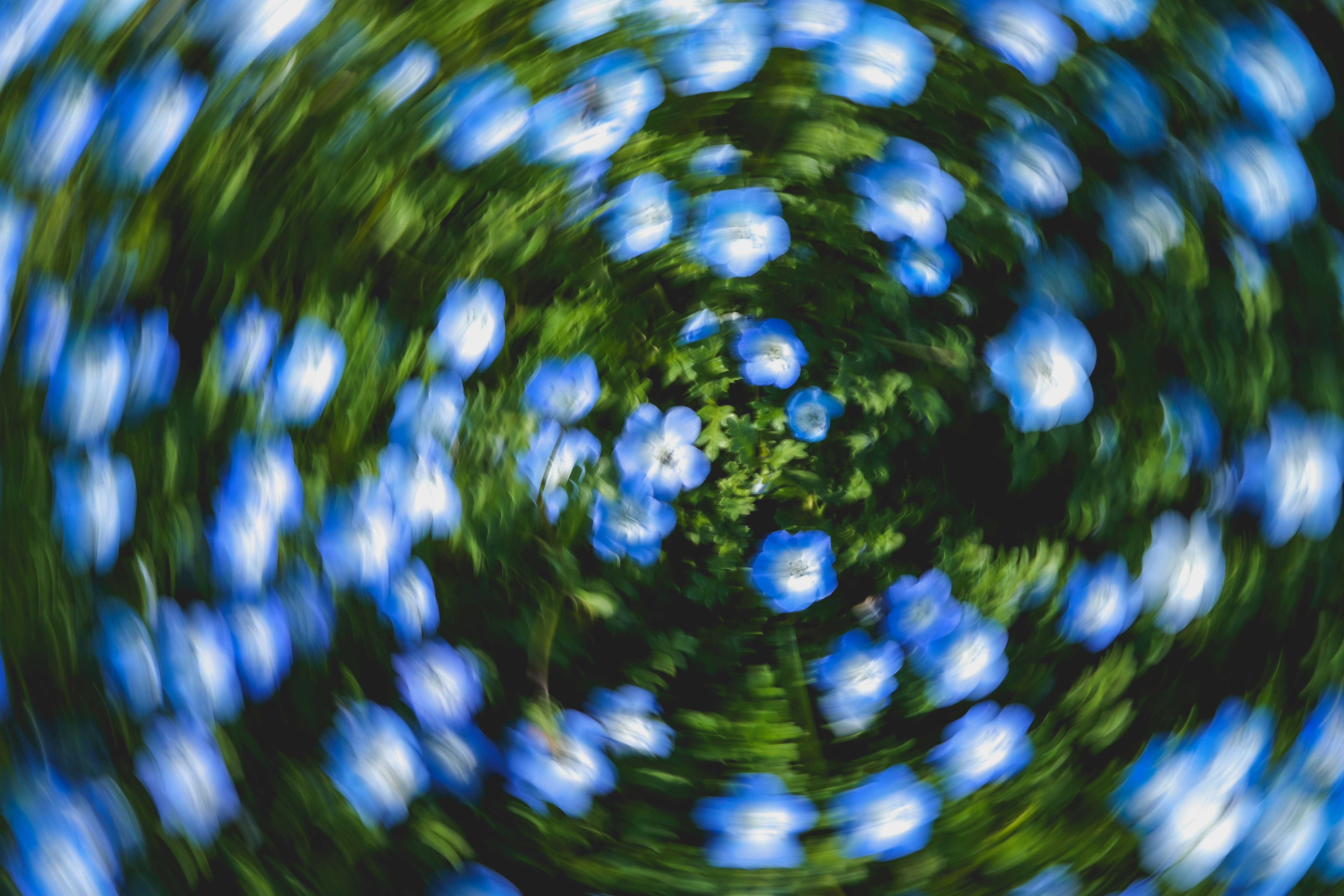 ネモフィラの花が広がる青い花畑のボケ背景