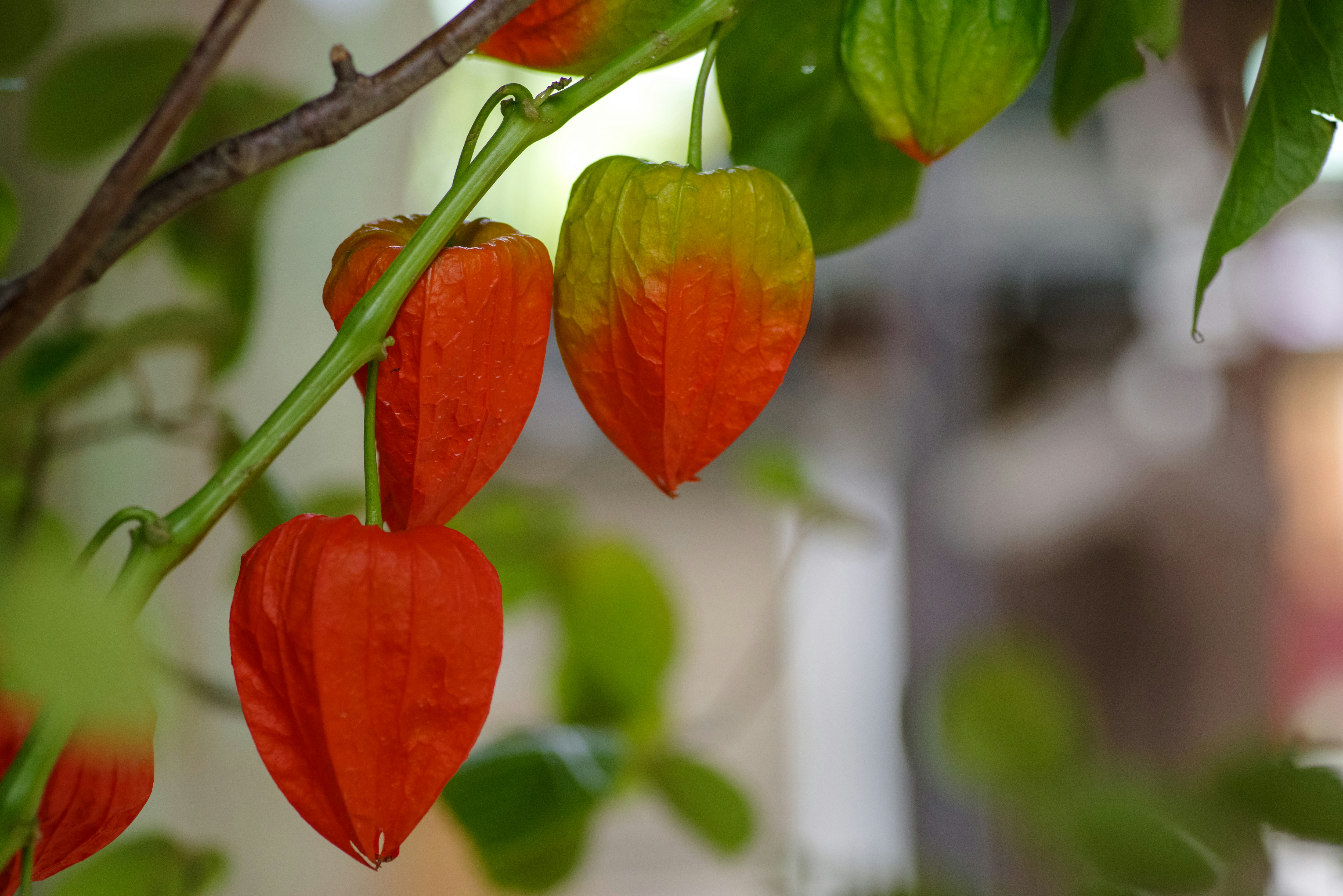 枝頭掛著的紅辣椒與花園背景