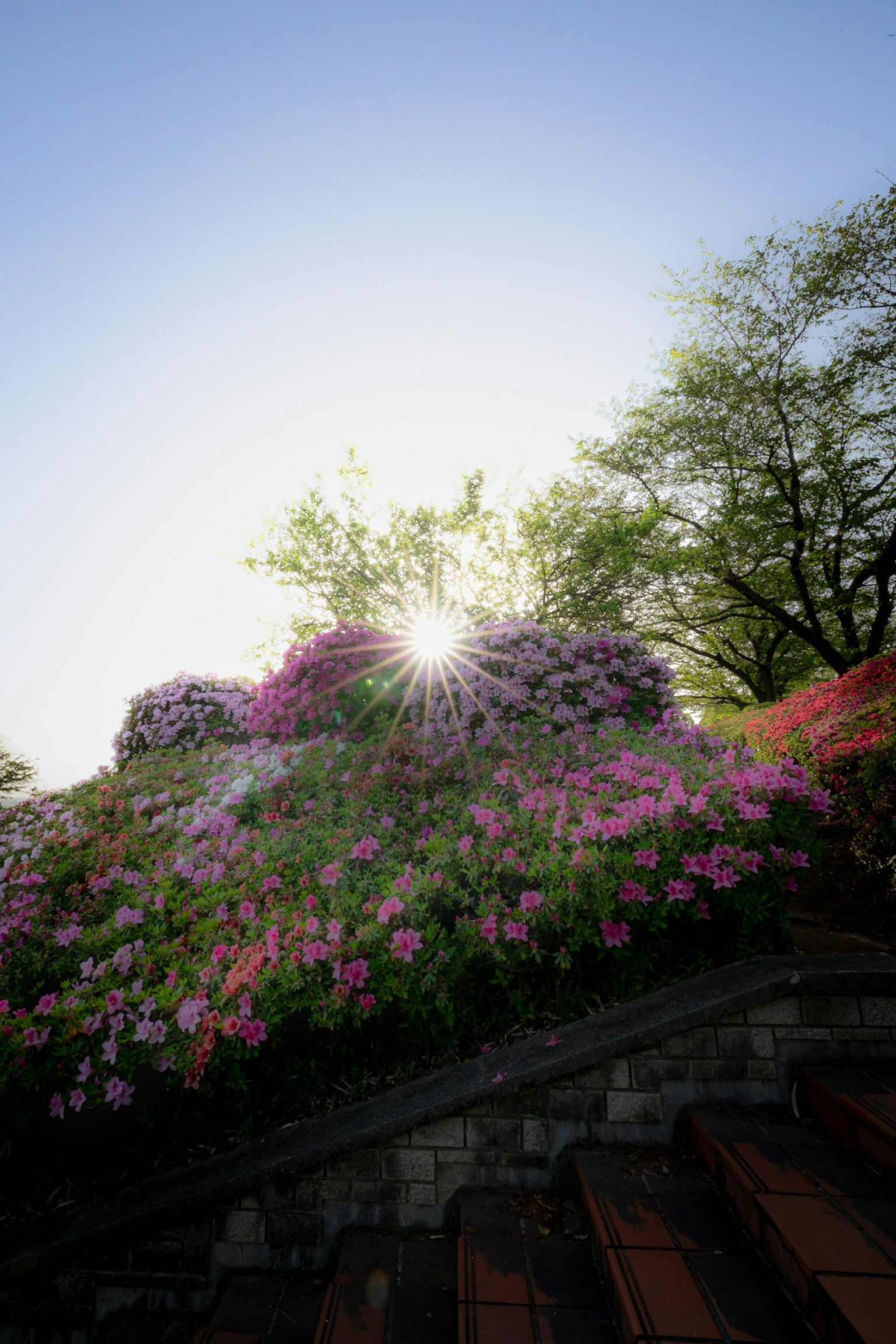 Sunrise over a vibrant flower garden with colorful blossoms