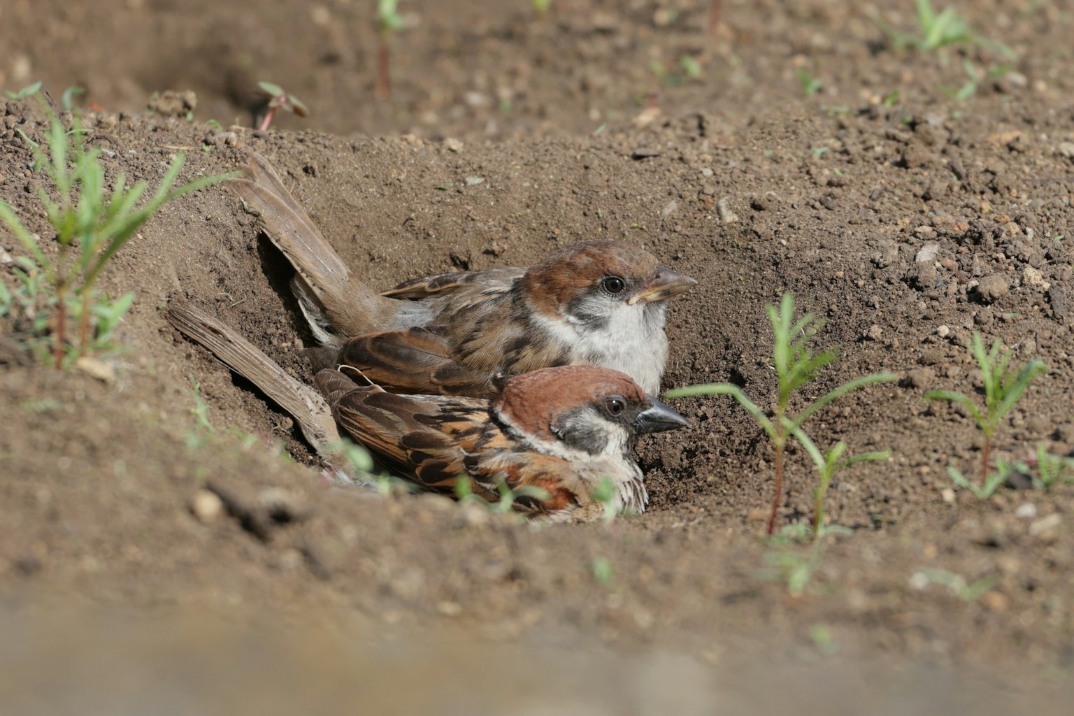 A pair of sparrows nesting in the ground
