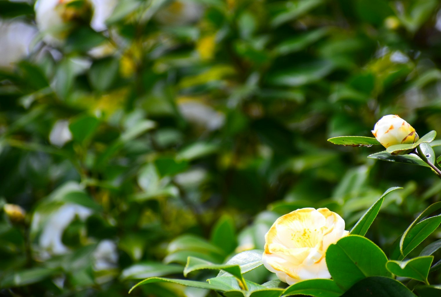 白椿の花と緑の葉が広がる庭の風景
