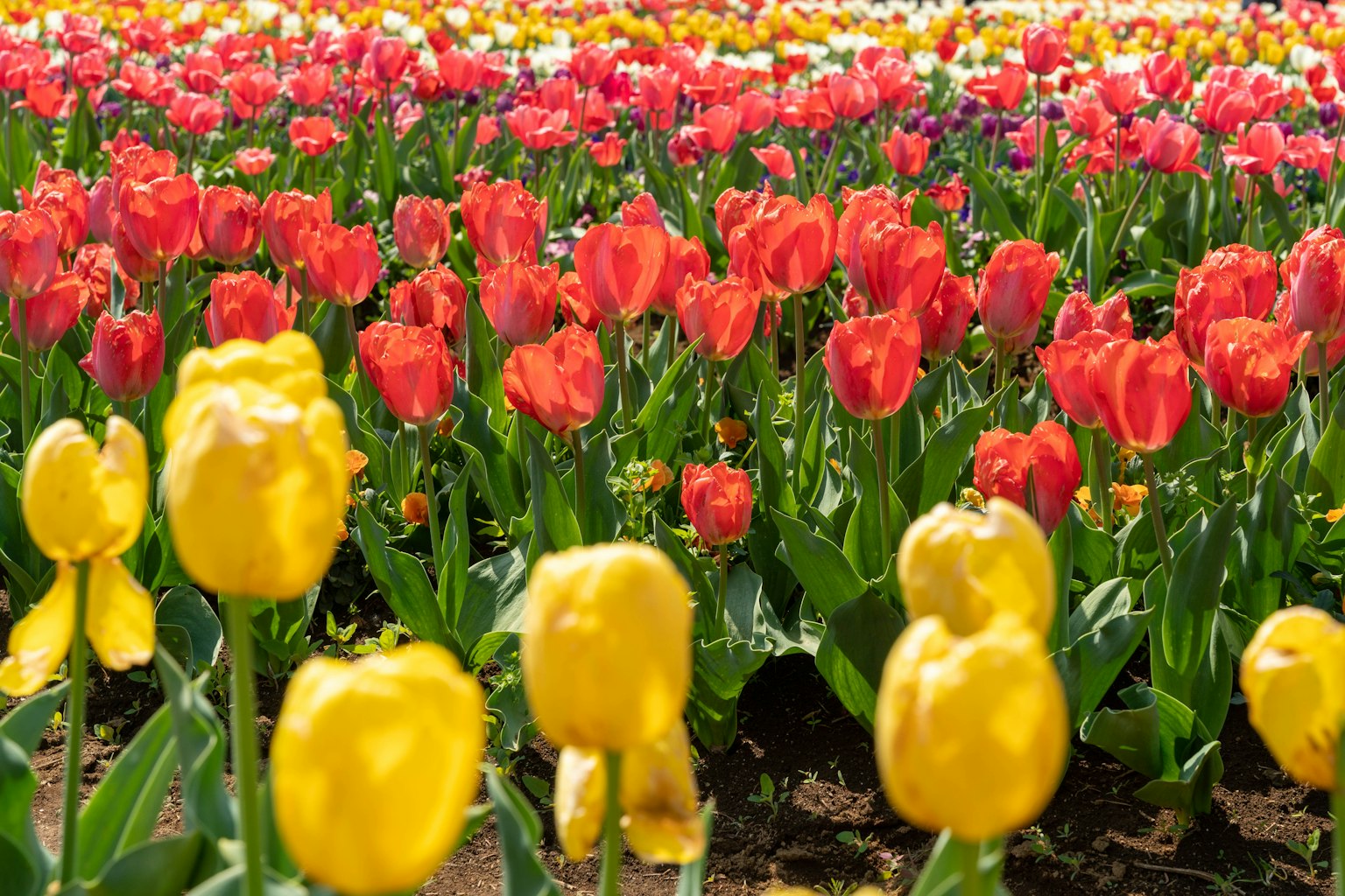 ทุ่งทิวลิปที่มีสีสันสดใส
