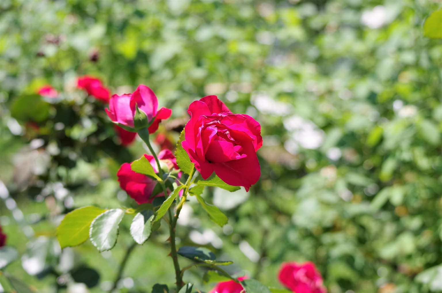 Hermosas rosas rojas floreciendo en un jardín verde