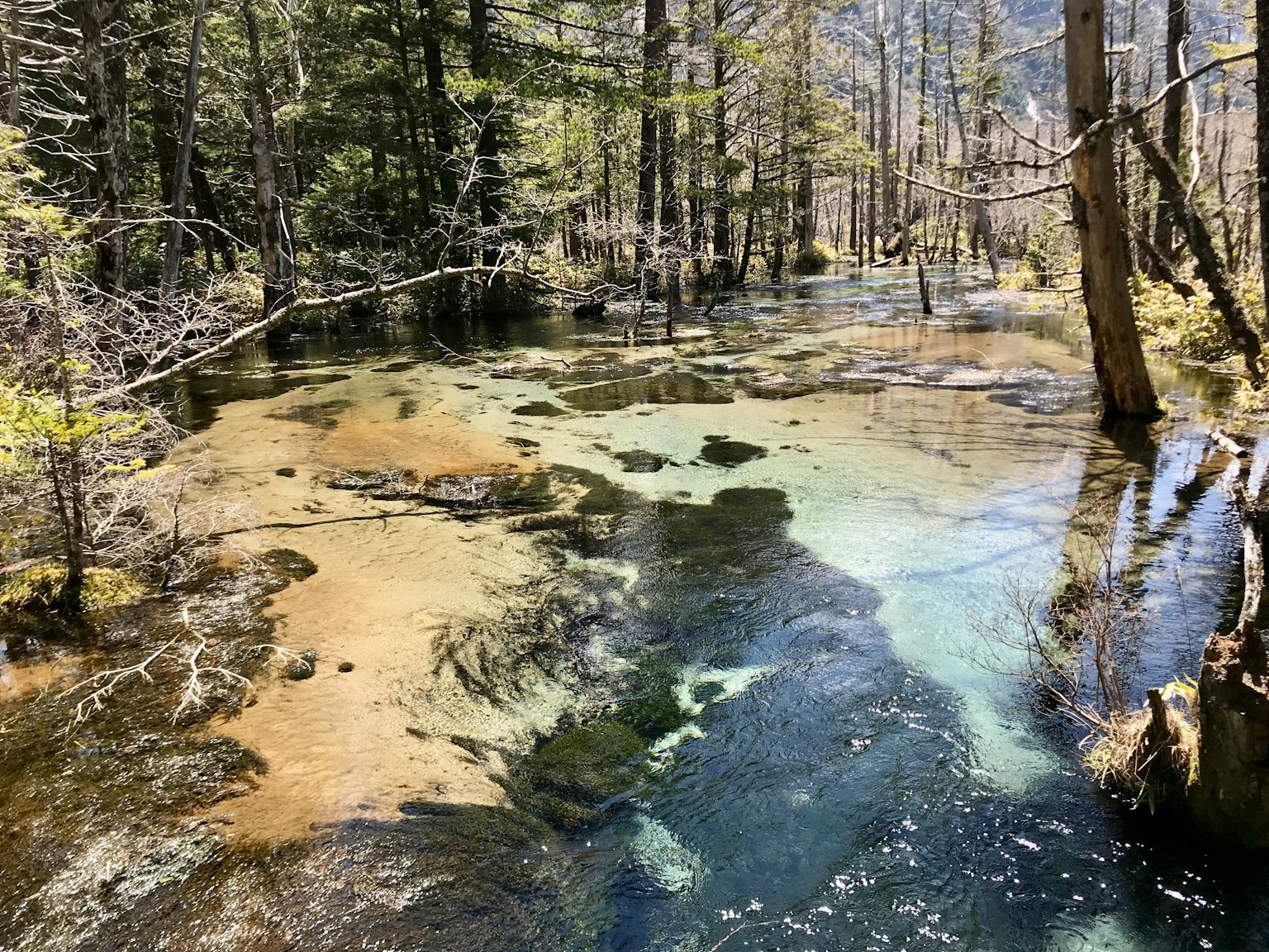 Eine ruhige Landschaft mit einem flachen Bach, umgeben von Bäumen