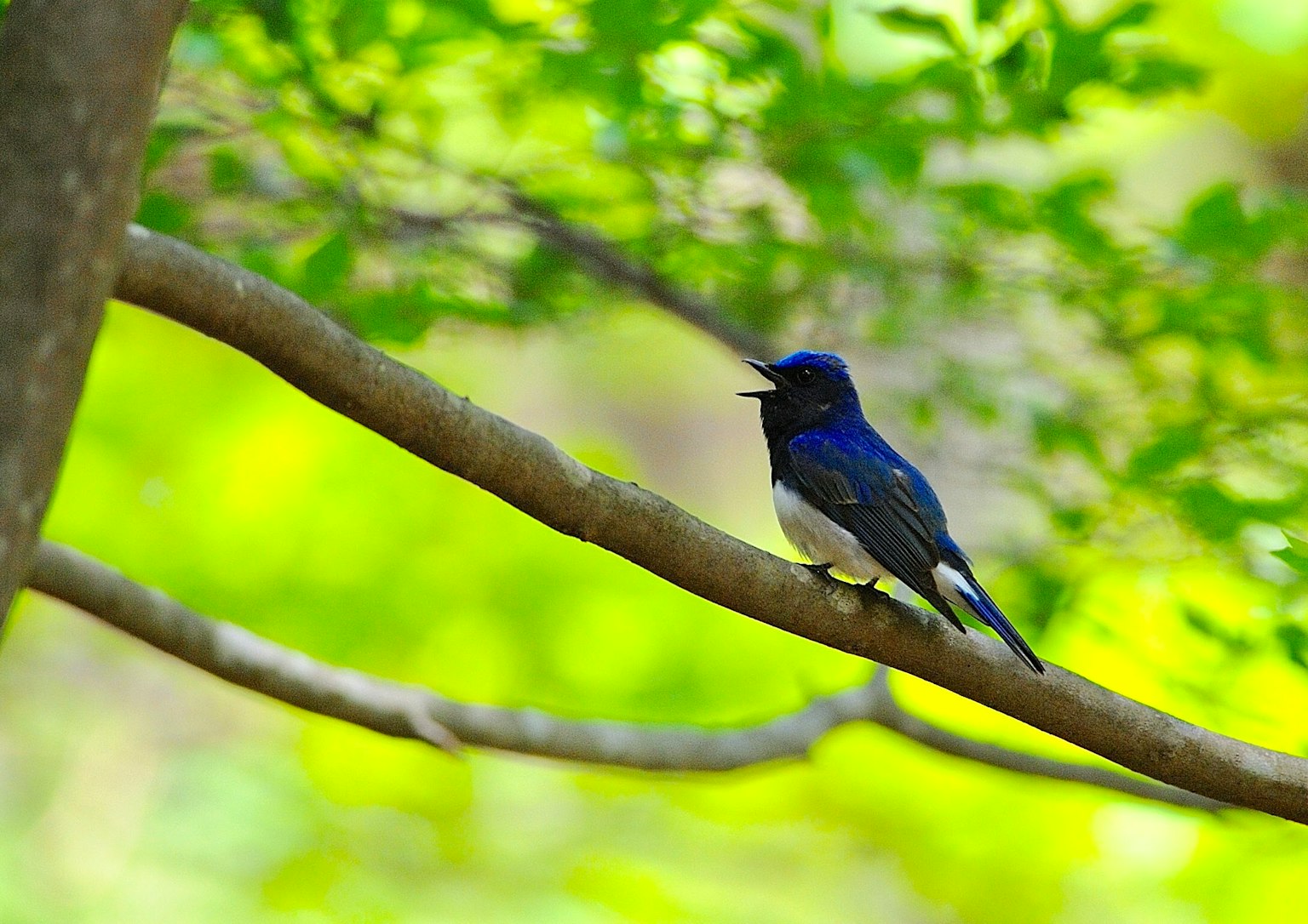 Ein schöner blauer Vogel, der auf einem Ast zwischen grünen Blättern sitzt