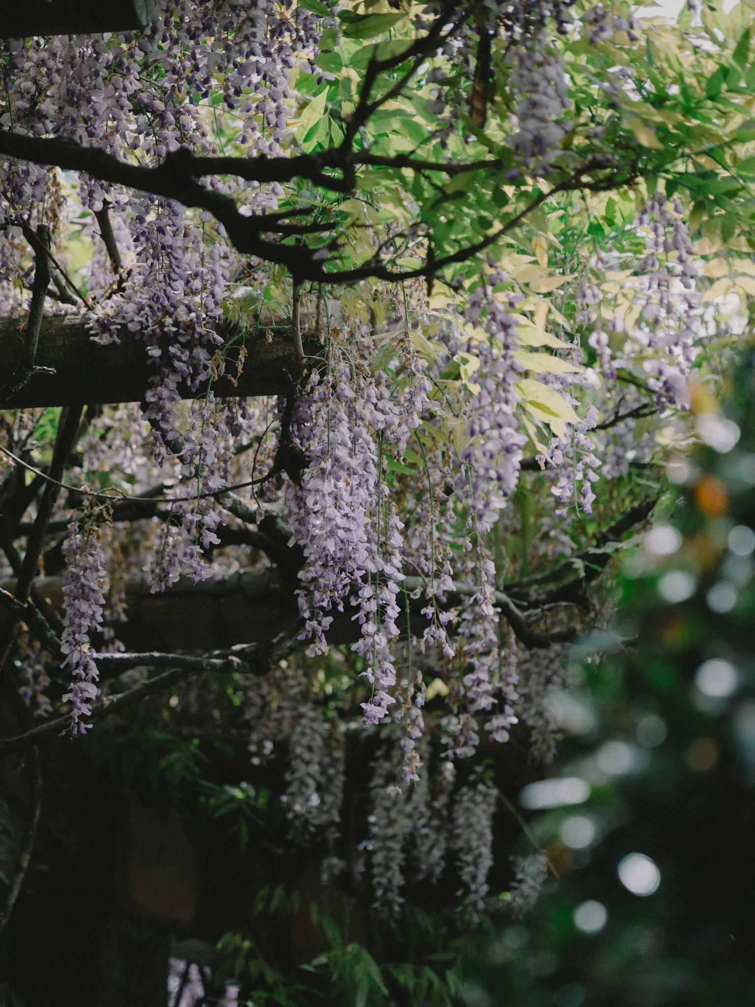 Flores moradas colgando de las ramas de glicinia