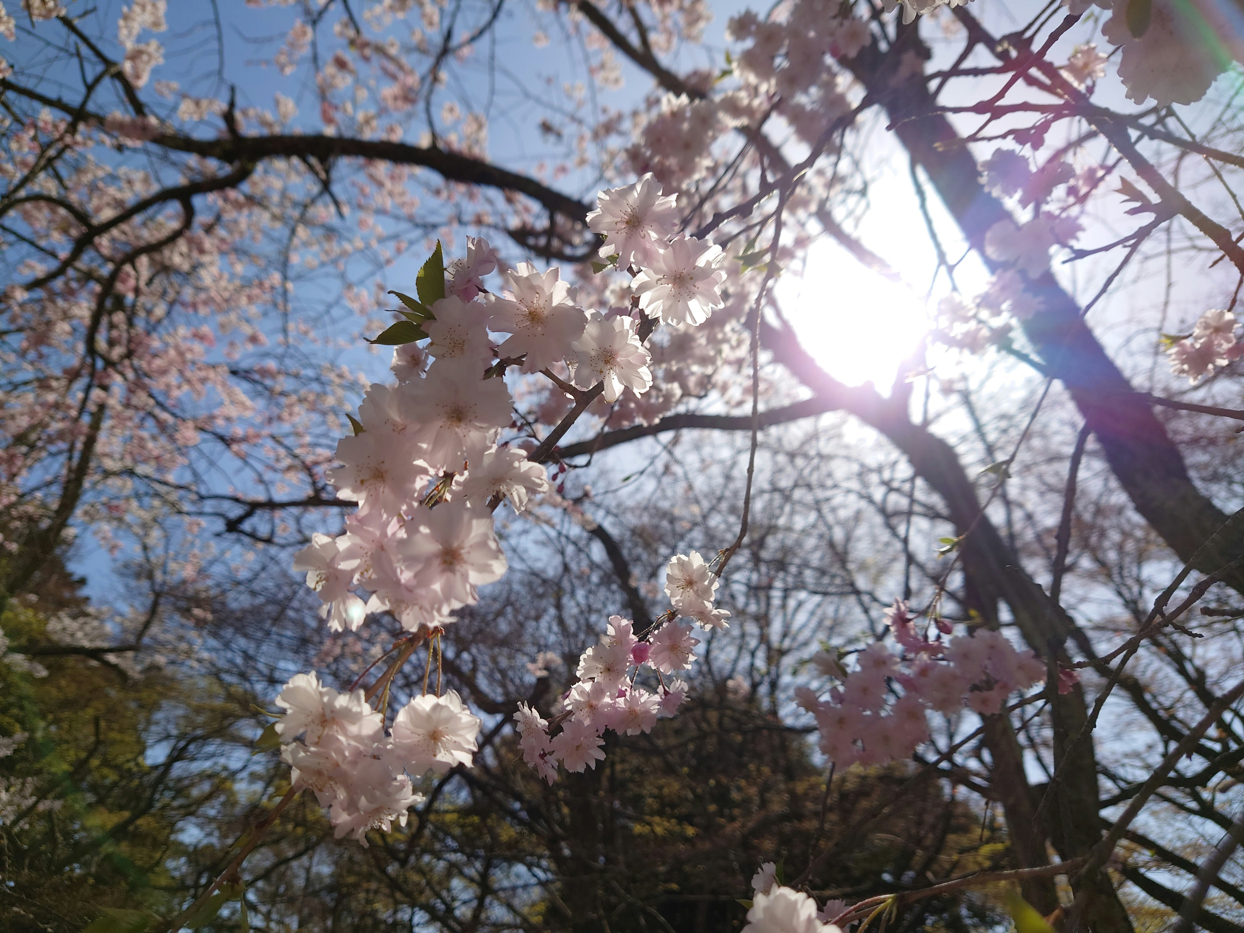 桜の花が枝に咲き、青空と木漏れ日が広がる春の景色