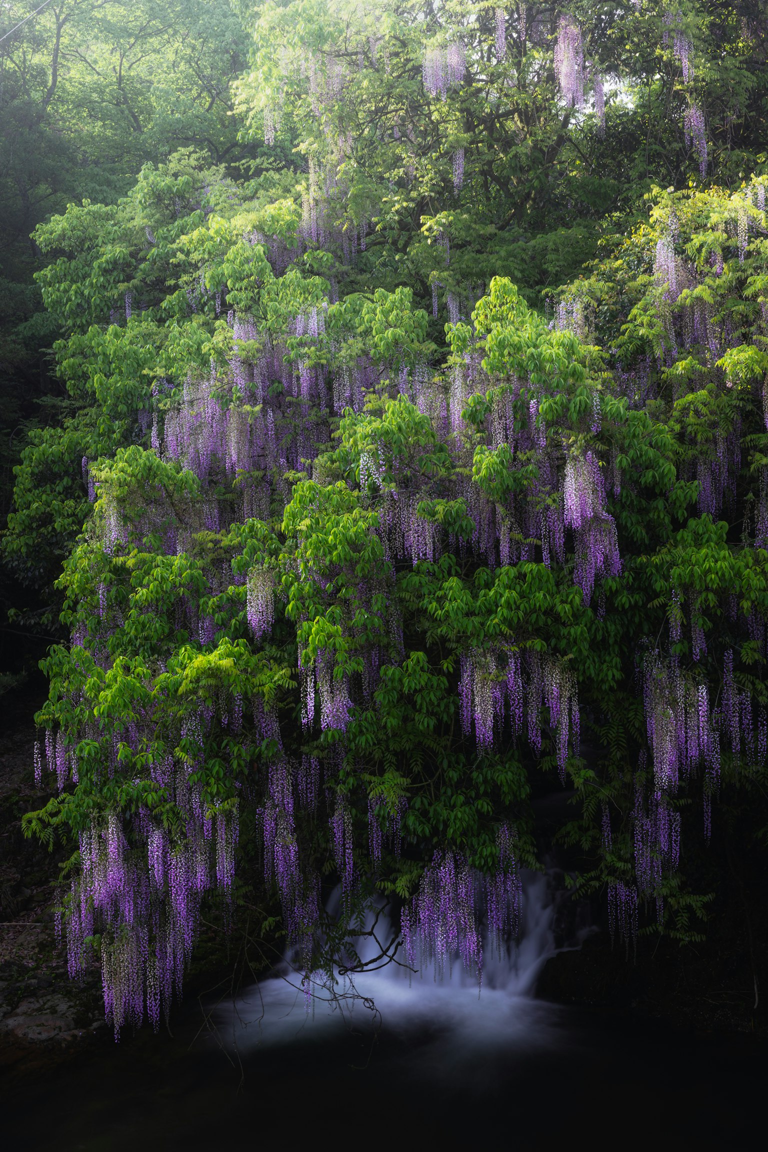 Pemandangan indah pohon hijau dengan bunga ungu wisteria yang menggantung