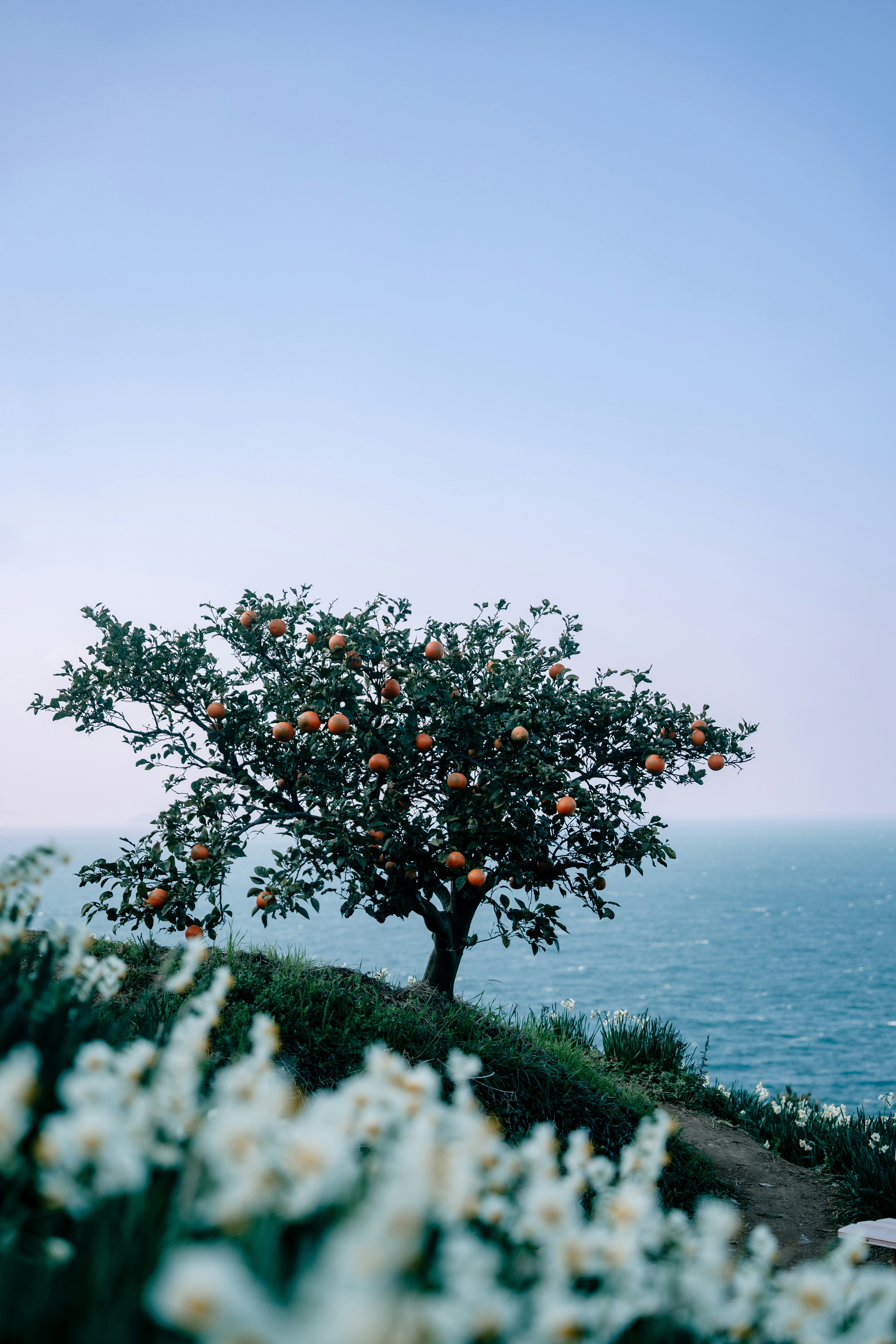 Orange tree with fruit overlooking the sea from a hillside