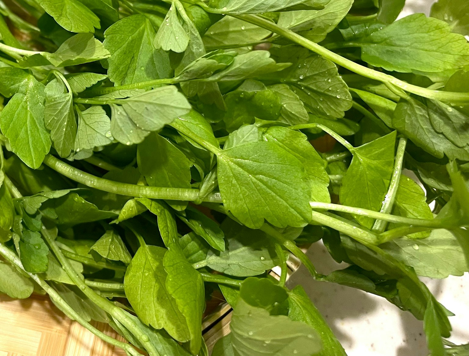 一束绿色的叶子草