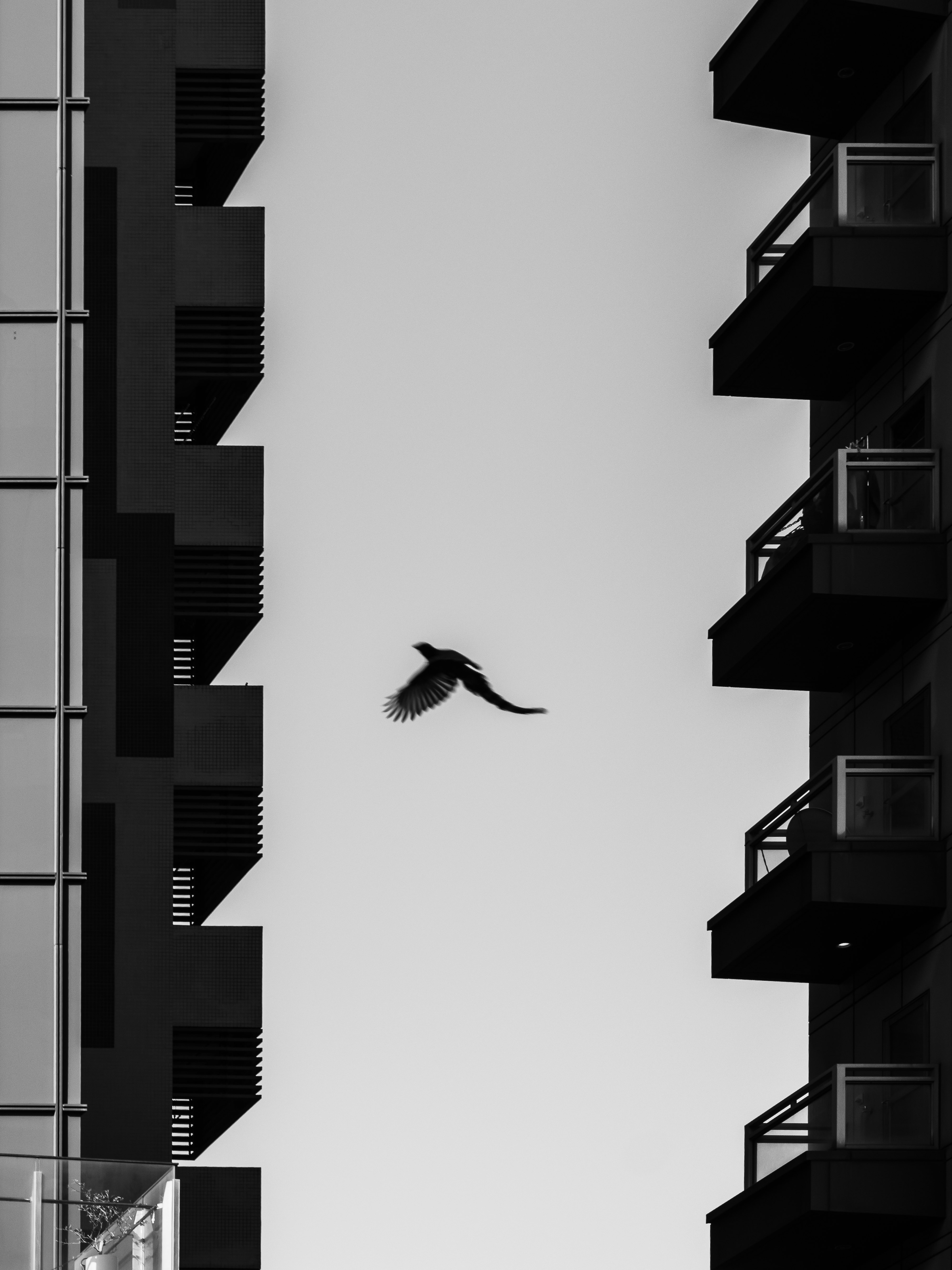 Silhouette eines Vogels im Flug zwischen hohen Gebäuden