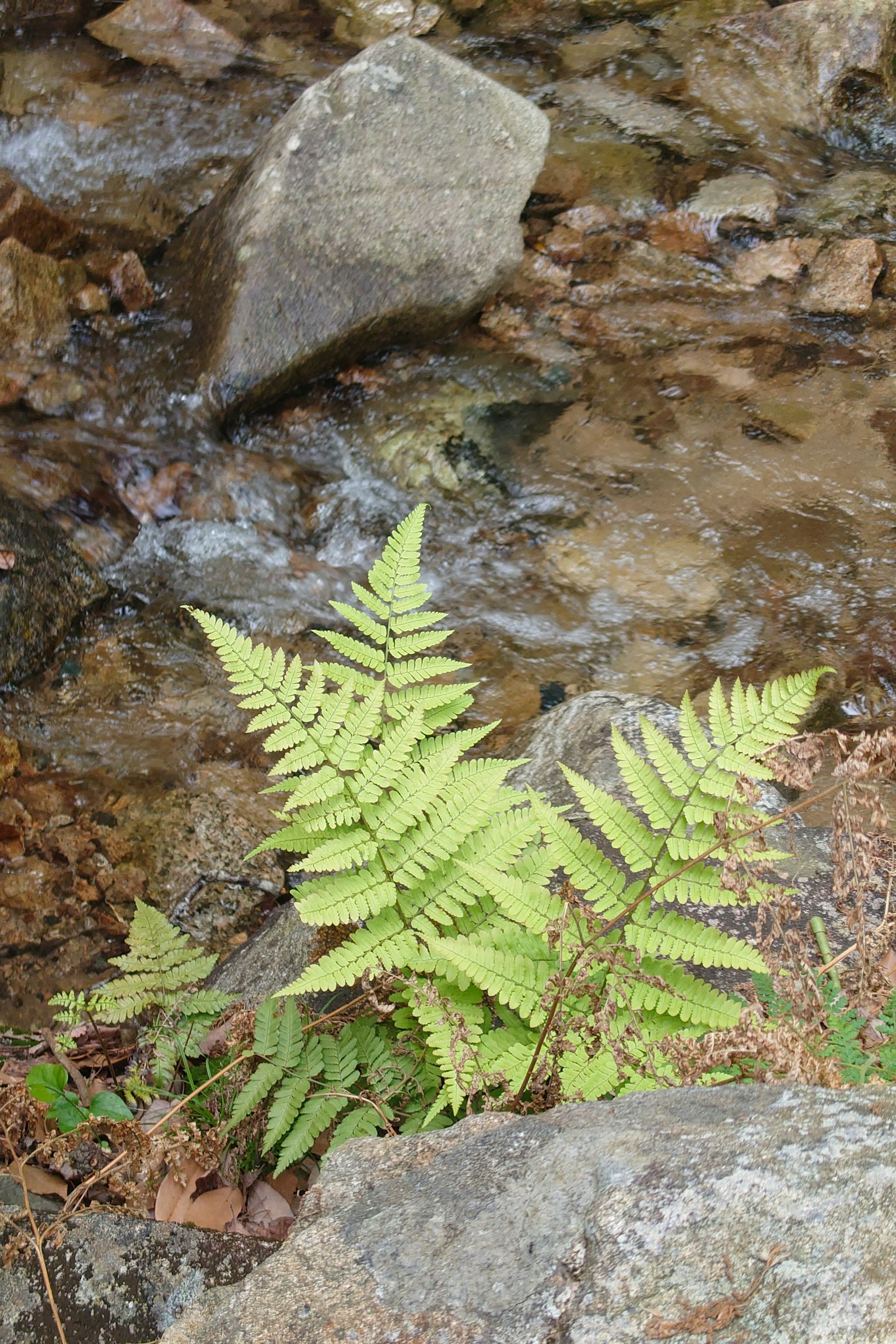 Fresh fern leaves growing by a stream