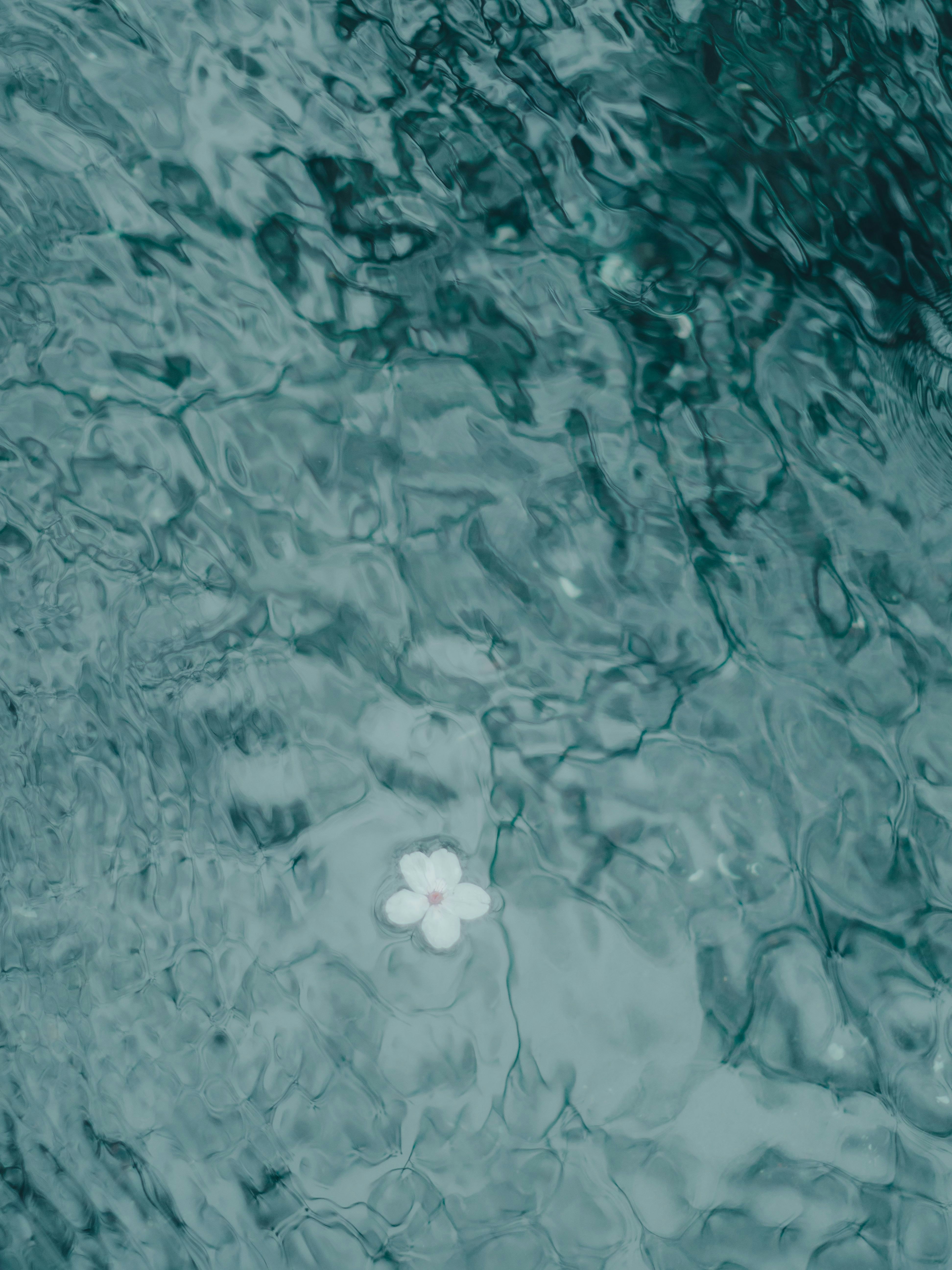 surface de l’eau ondulée avec une petite fleur sous la surface