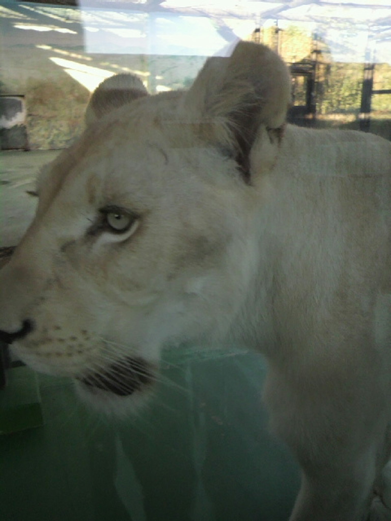Primer plano de la cara de un león blanco visto a través del vidrio