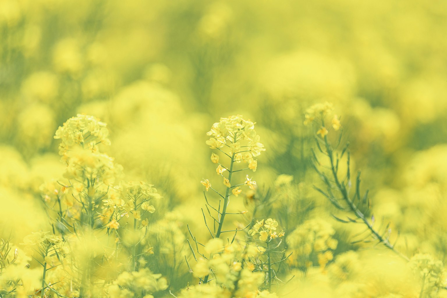 Blurred image of a field of yellow flowers