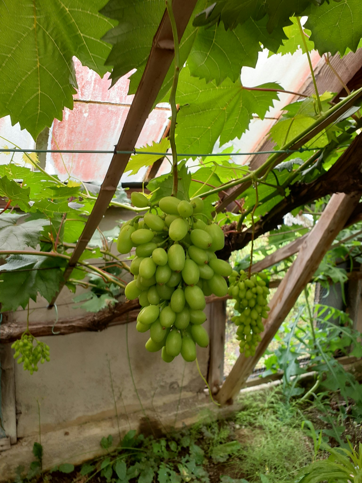 Bunch of green grapes hanging in a greenhouse