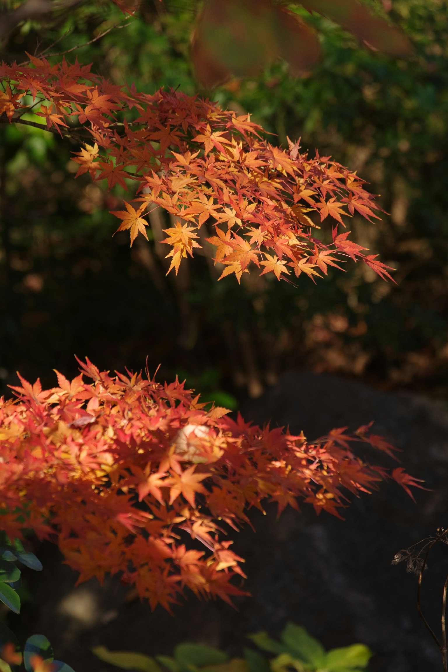 秋天的樹枝上鮮豔的紅色和橙色楓葉