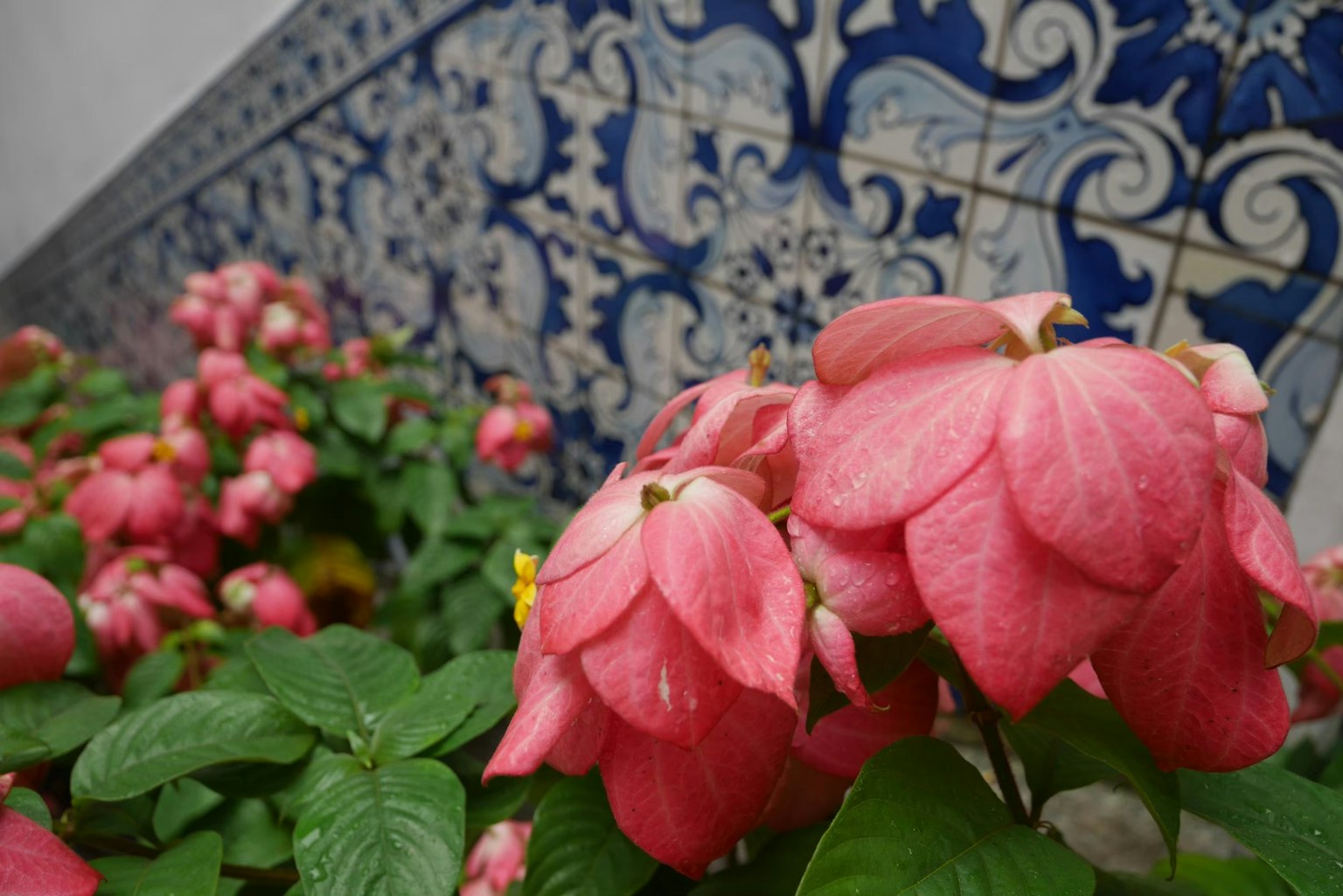 ทิวทัศน์ที่สวยงามโดยมีดอกไม้สีชมพูและพื้นหลังเป็นกระเบื้องสีน้ำเงิน
