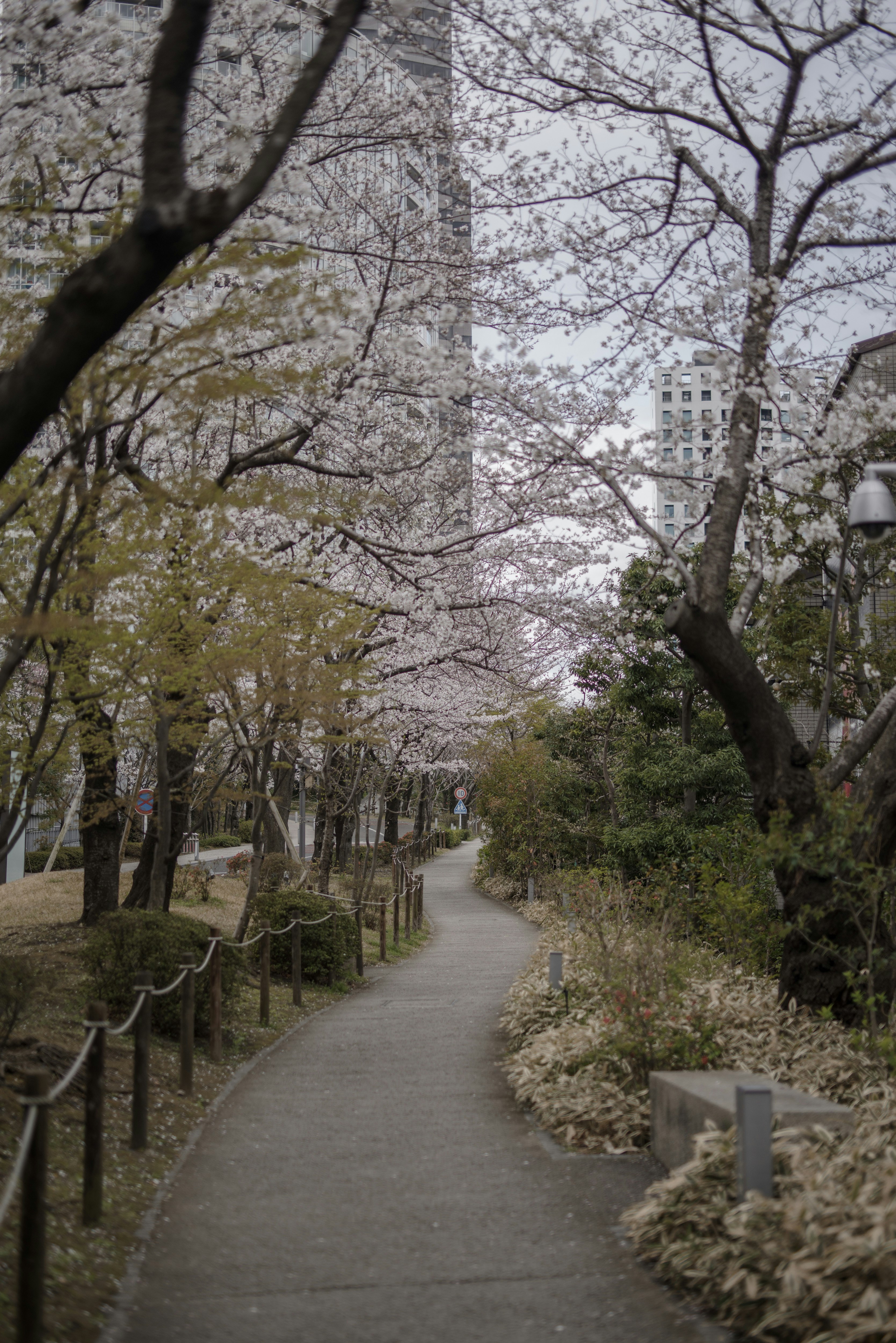 桜の咲く小径の並木と遊歩道