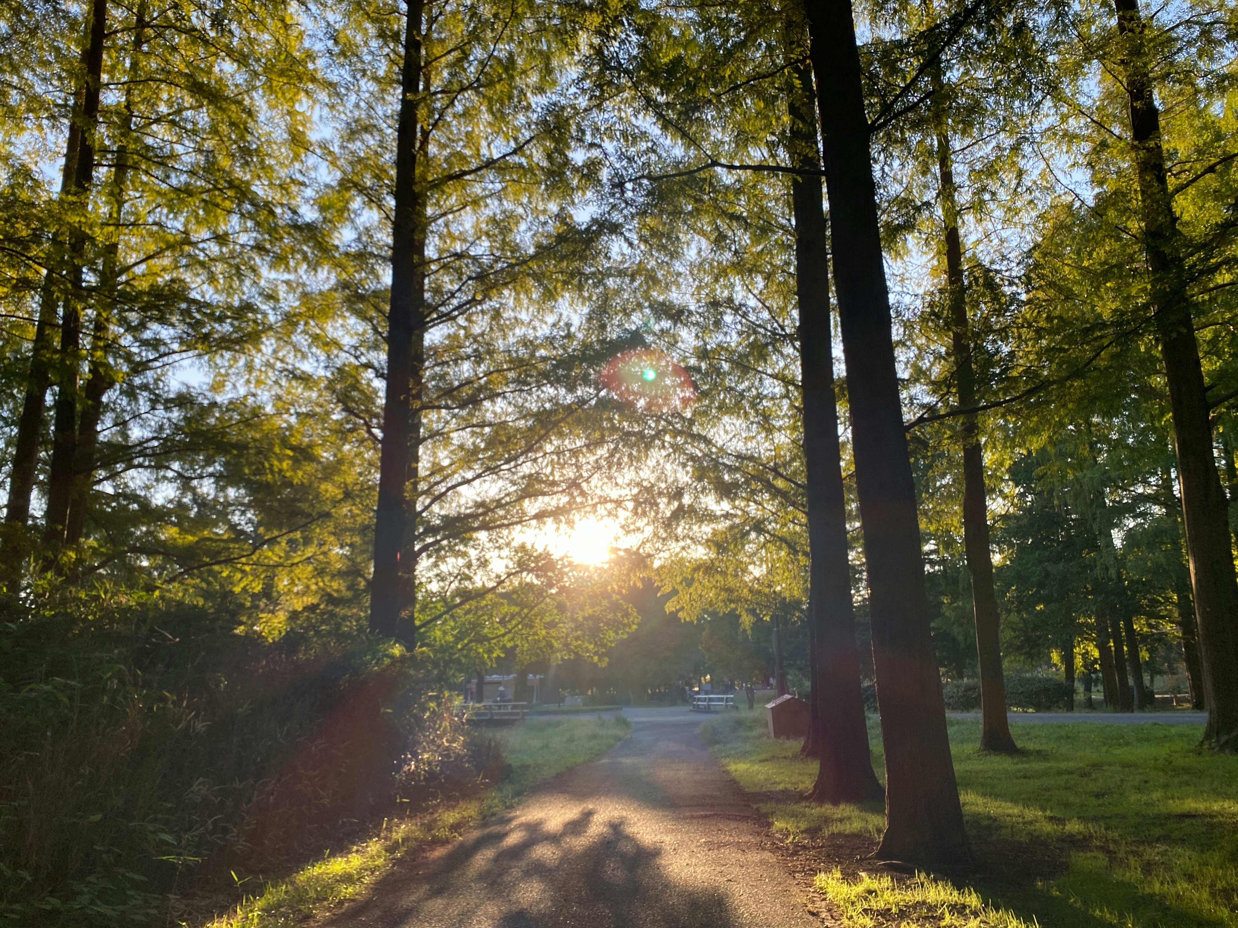 並木道を差す夕日と木々のある公園の小道