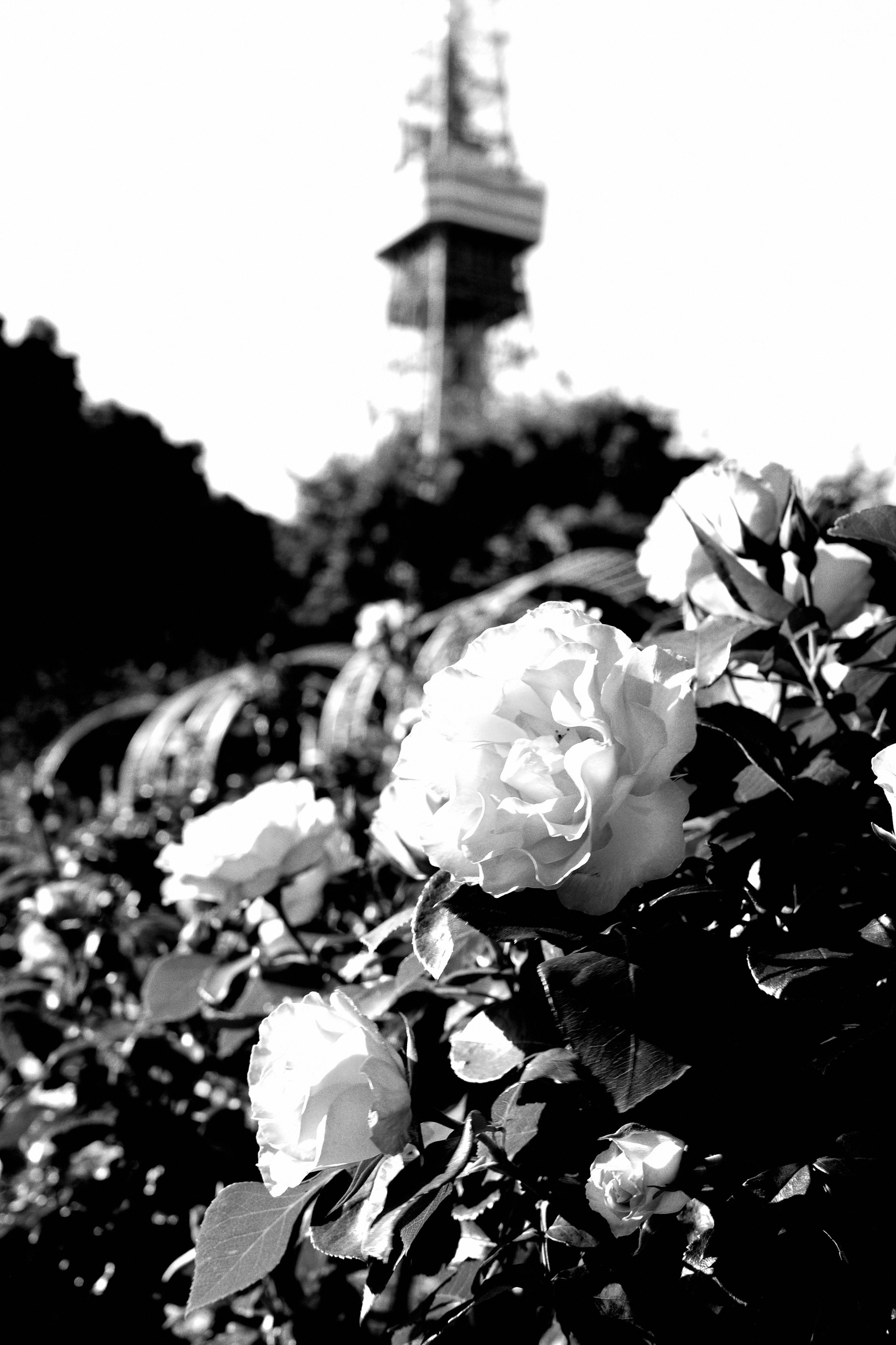 Rosas en flor en blanco y negro con la Torre de Tokio al fondo