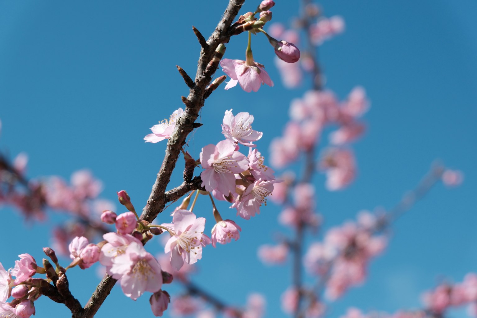 푸른 하늘 아래 벚꽃 클로즈업