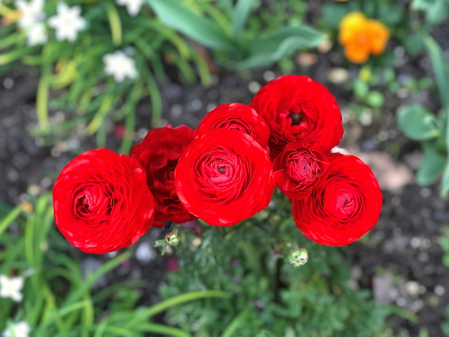 Flores de ranúnculo rojas floreciendo en un jardín