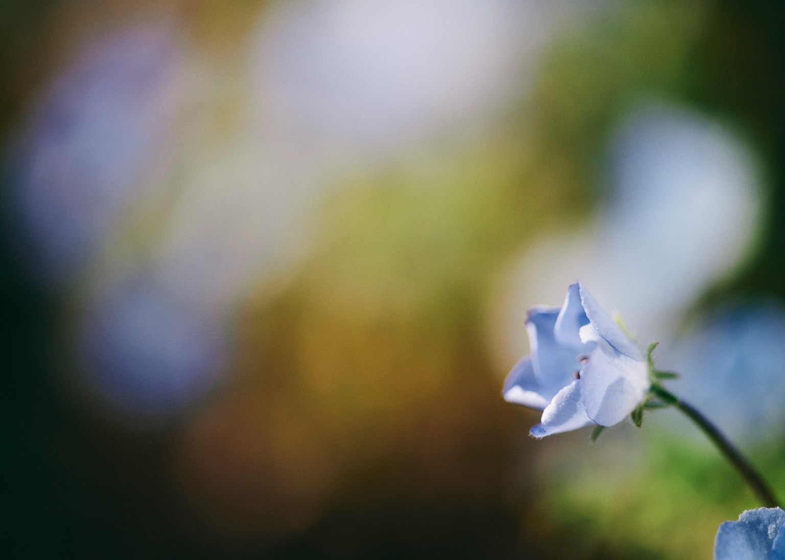 Close-up of a blue flower with a blurred background