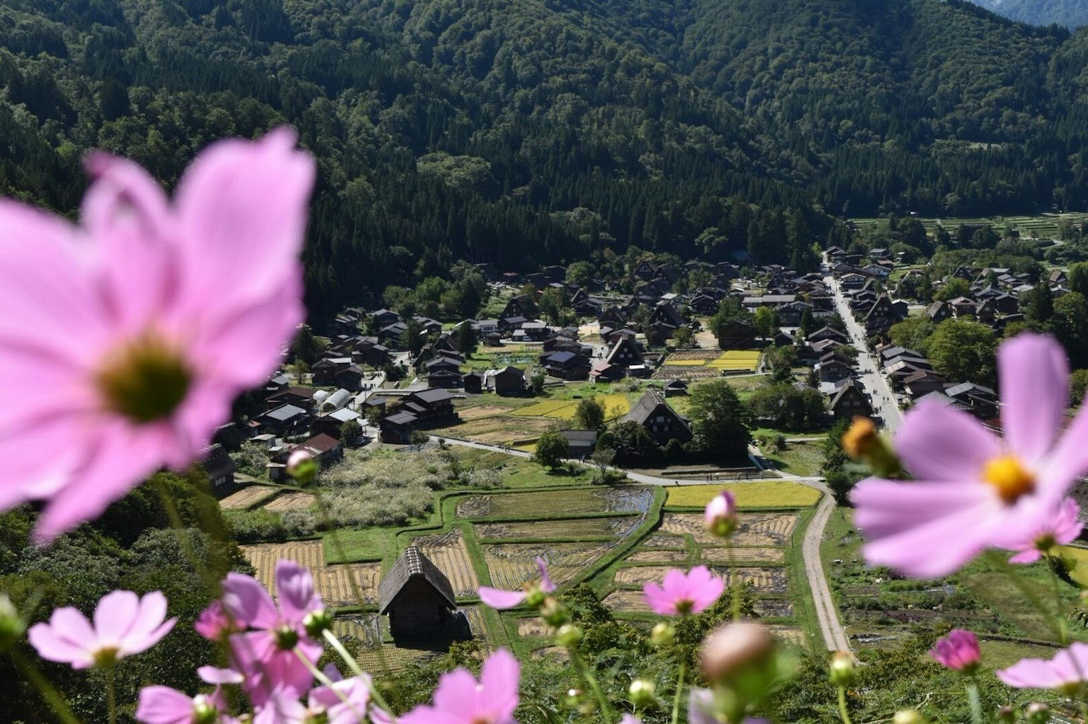 Eine Landschaft eines Dorfes umgeben von Bergen mit rosa Blumen im Vordergrund