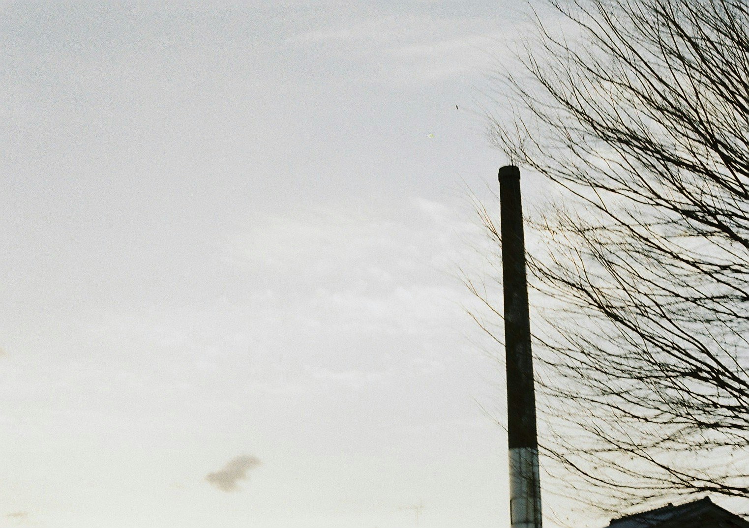 cheminée et ciel d’hiver avec branches dénudées