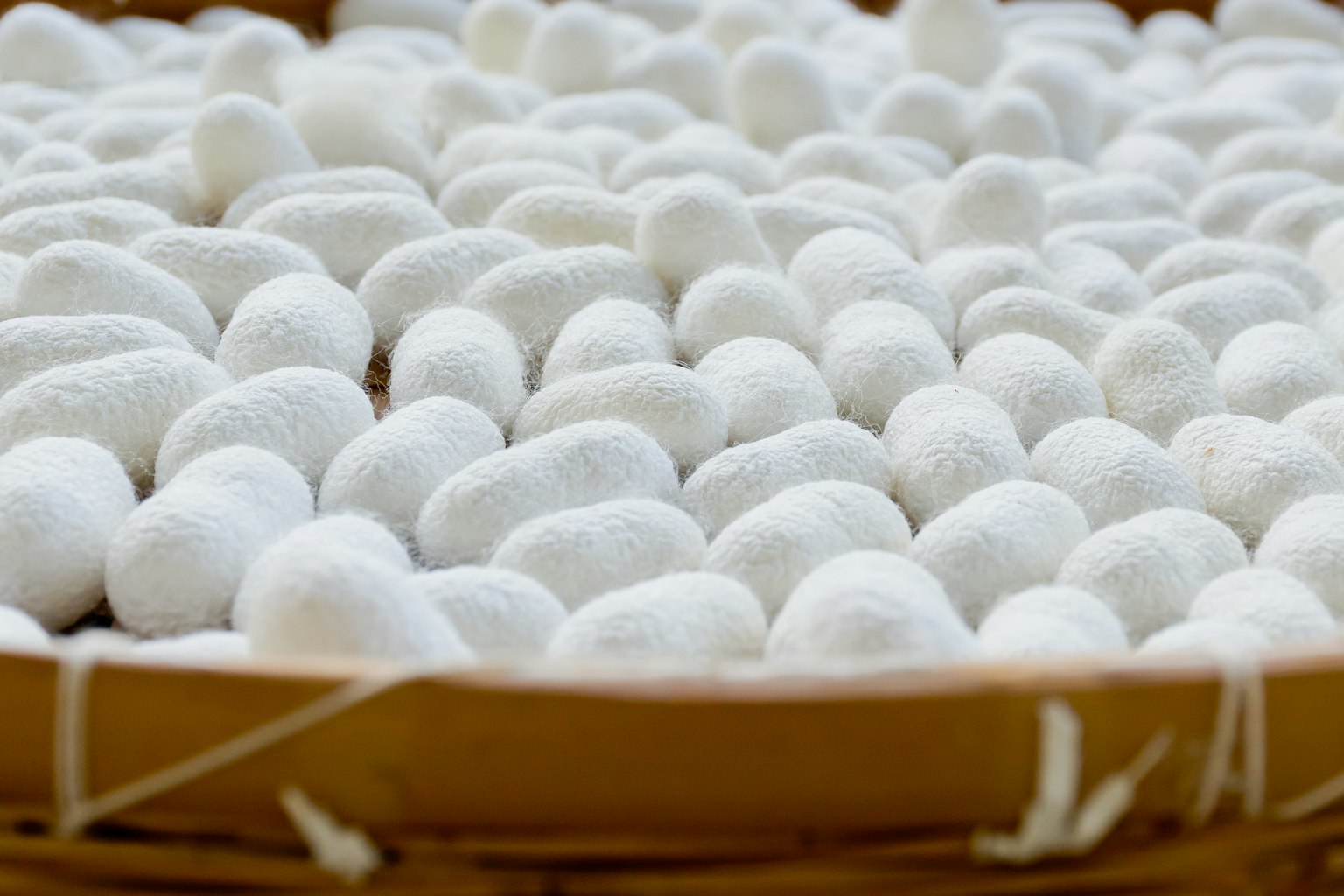 Giỏ tre đầy kén tằm trắng