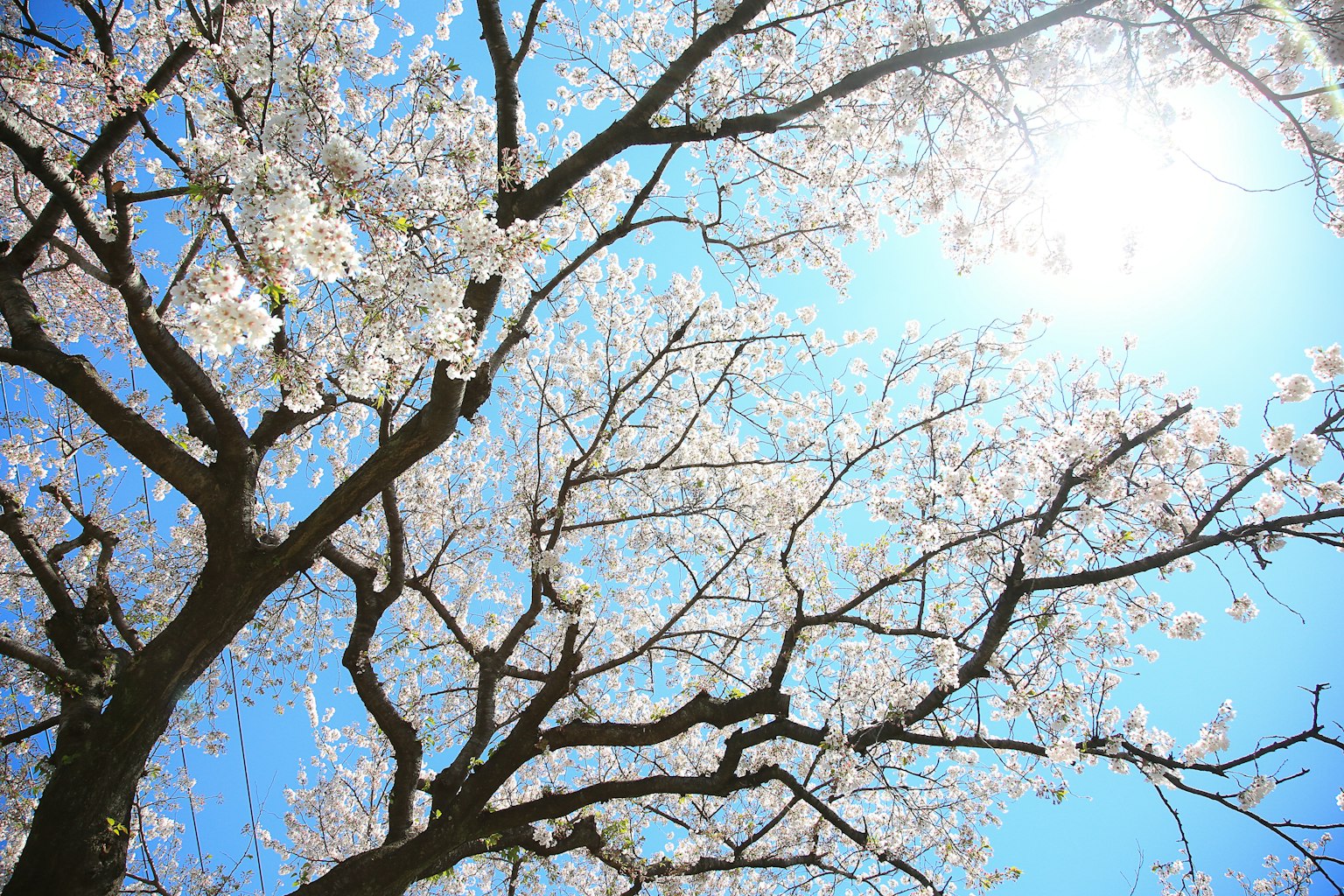 Schöne Aussicht auf Kirschblüten und Äste unter einem blauen Himmel